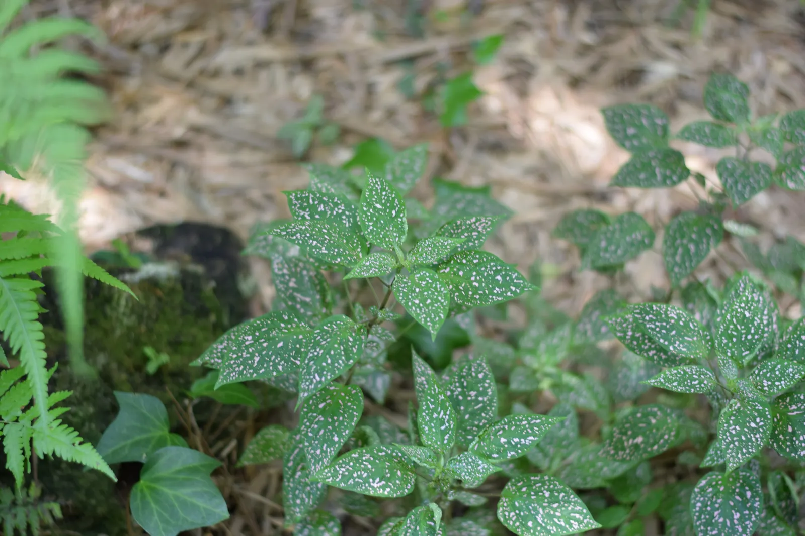 Polka Dot Plant (Hypoestes Phyllostachya) — beds or as an underplanting for larger shrubs.<br><br>With an average height and spread of 18 to 24, image 94