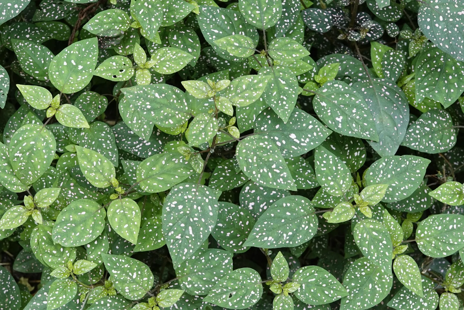 Polka Dot Plant (Hypoestes Phyllostachya) — essential to maintaining its decorative appeal in a landscape design; or as an accent in container, image 56