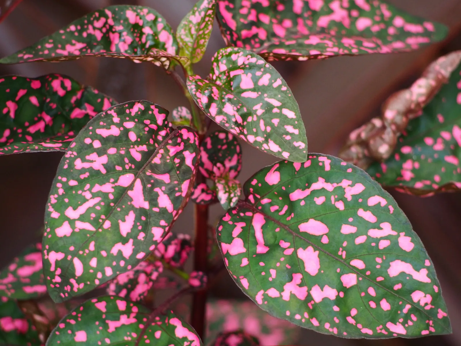 Polka Dot Plant (Hypoestes Phyllostachya) — Originating from Madagascar; the Polka Dot Plant prefers partial shade, image 75