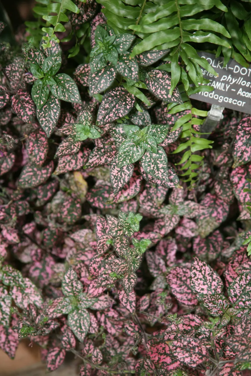 Polka Dot Plant (Hypoestes Phyllostachya) — making it a striking addition to any landscape design; essential to maintaining its decorative appeal, image 91