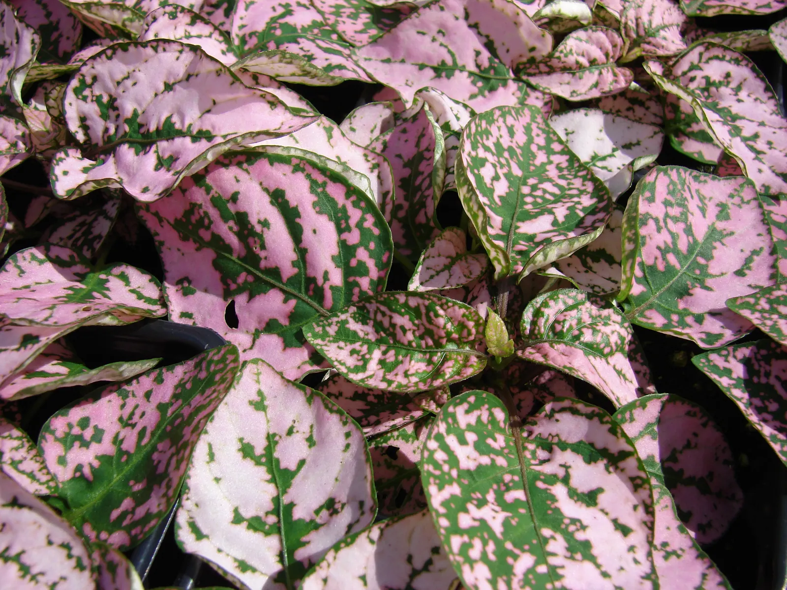 Polka Dot Plant (Hypoestes Phyllostachya) — essential to maintaining its decorative appeal in a landscape design; or as an accent in container, image 90