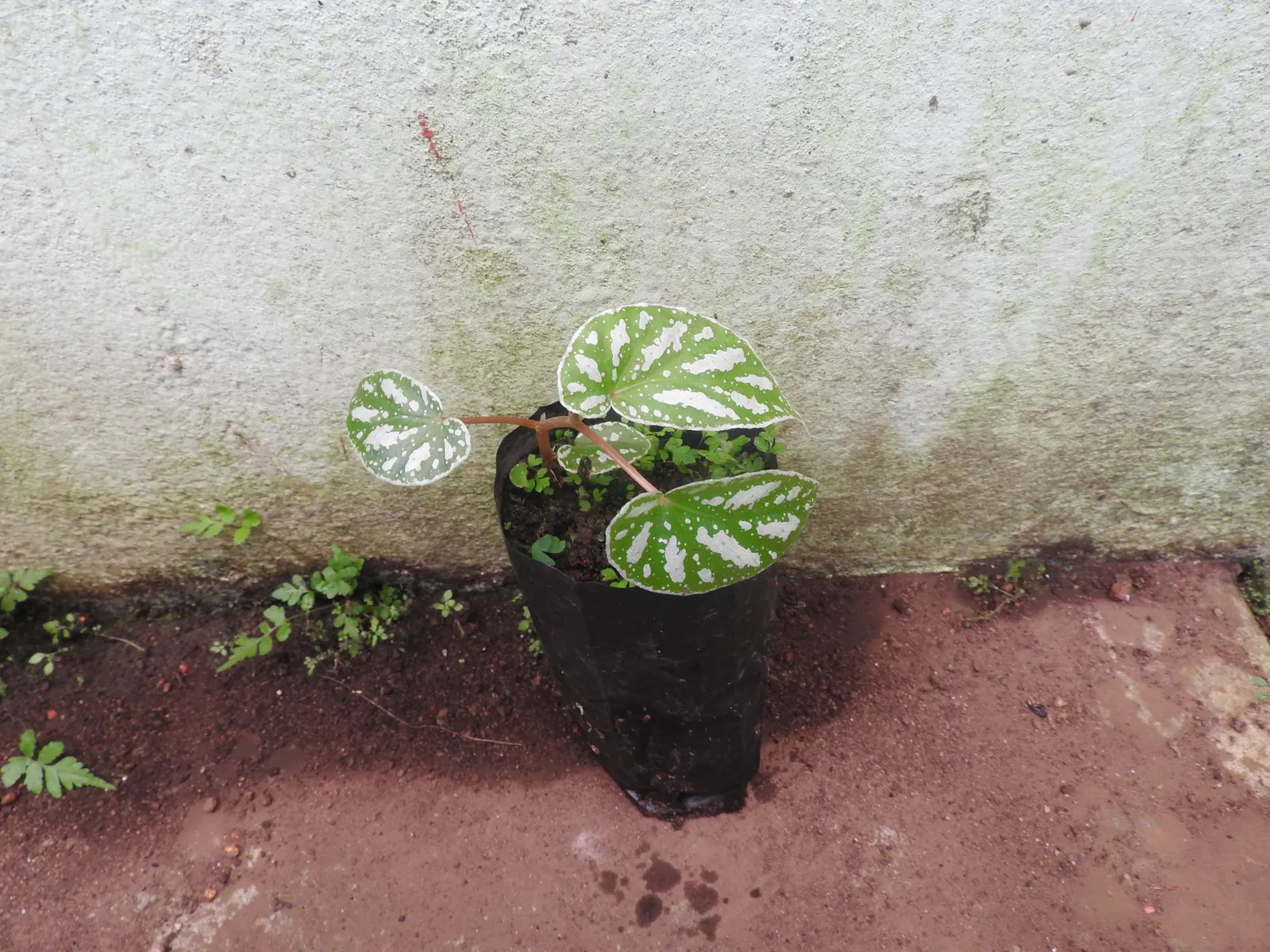 Polka Dot Plant (Hypoestes Phyllostachya) — perennial for half or shade; however, providing a bit of extra care during the hotter months will help maintain its