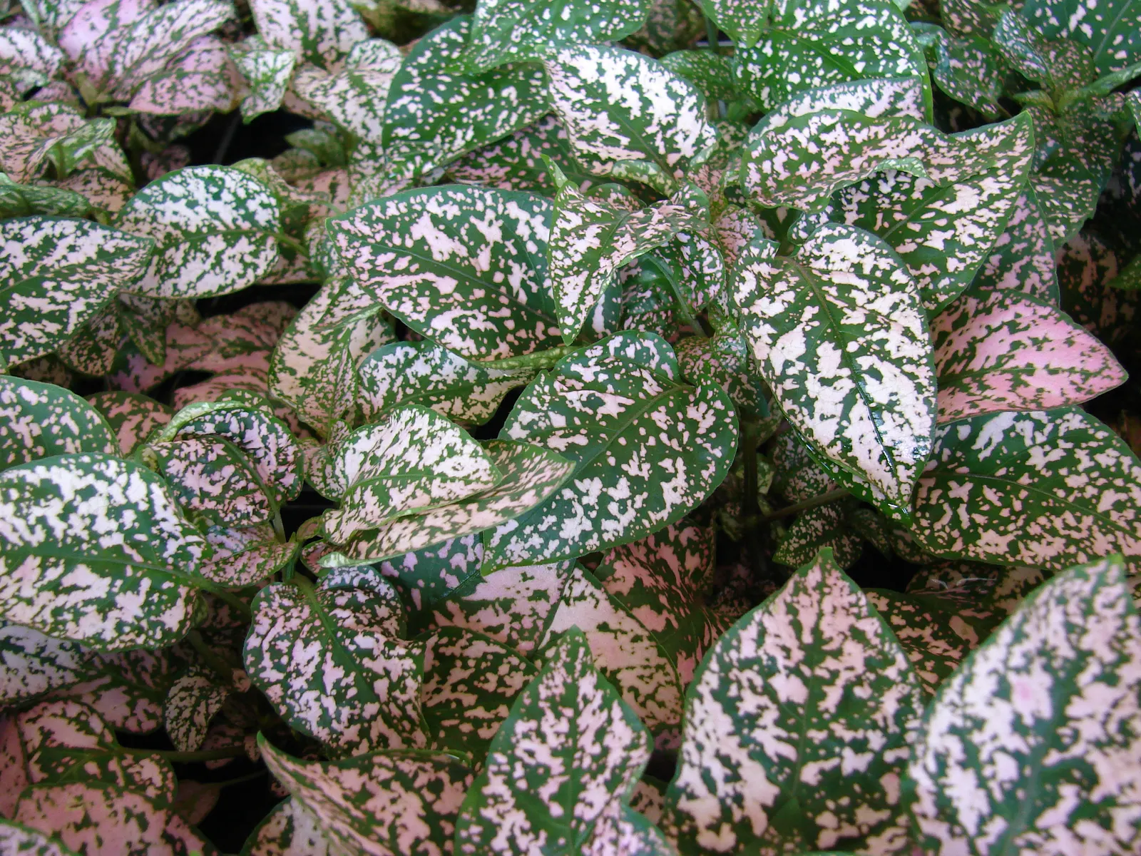 Polka Dot Plant (Hypoestes Phyllostachya) — It grows 1-2 feet tall and wide, preferring partial shade and moist soil