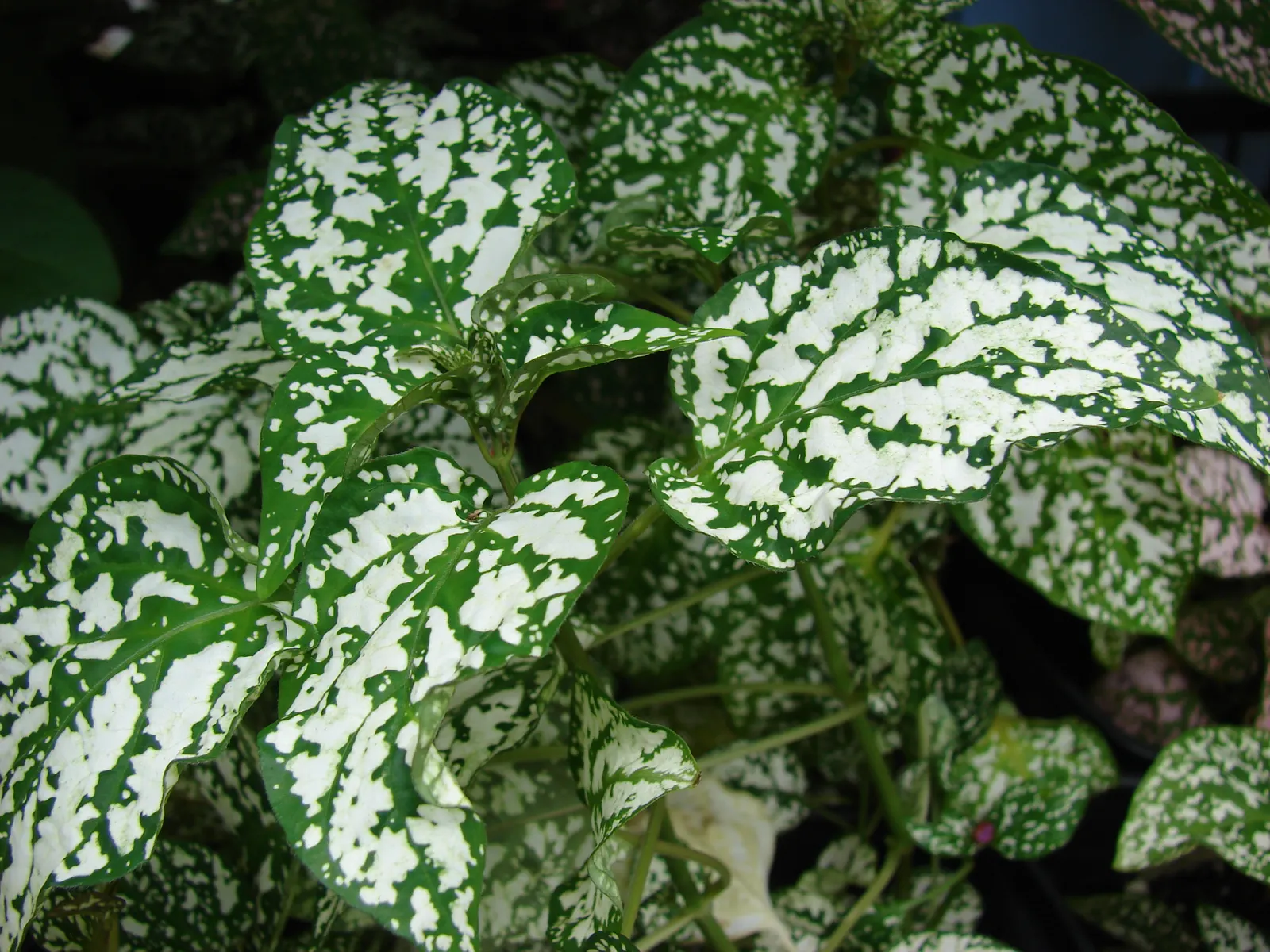 Polka Dot Plant (Hypoestes Phyllostachya) — this colorful perennial is typically utilized for visual contrast in borders; it grows 1-2 feet tall, image 93