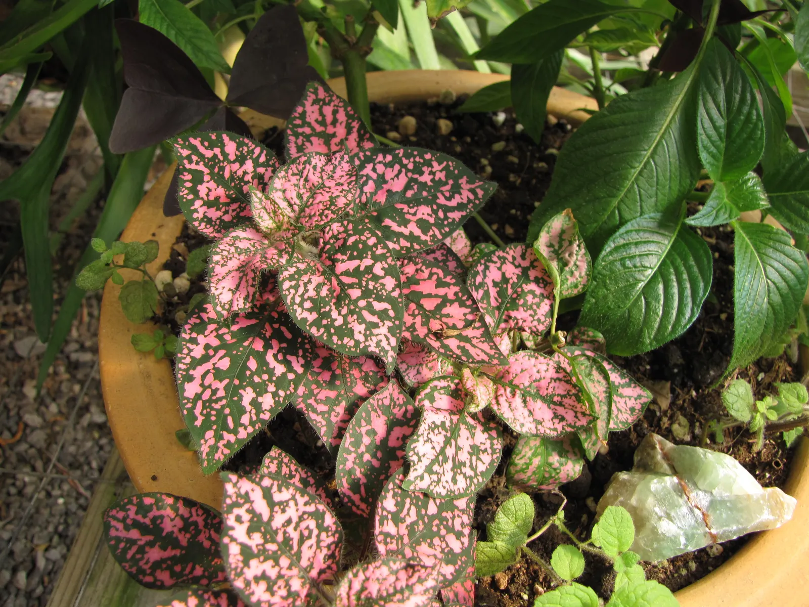 Polka Dot Plant (Hypoestes Phyllostachya) — as too much direct sunlight can fade its vibrant colors; ideal for accentuating borders or as a, image 81