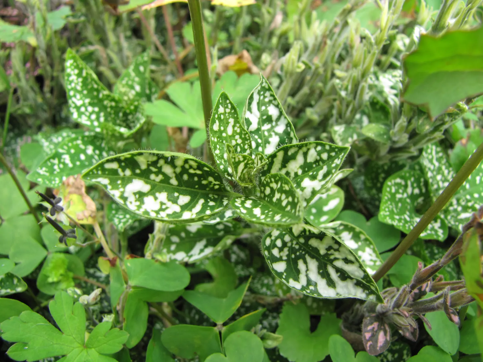Polka Dot Plant (Hypoestes Phyllostachya) — the Polka Dot Plant prefers partial shade; as too much direct sunlight can fade its vibrant colors, image 46