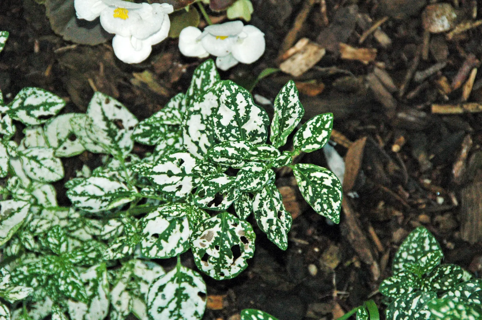 Polka Dot Plant (Hypoestes Phyllostachya) — Its compact size also makes it ideal for filling gaps and adding depth; originating from Madagascar, image 67