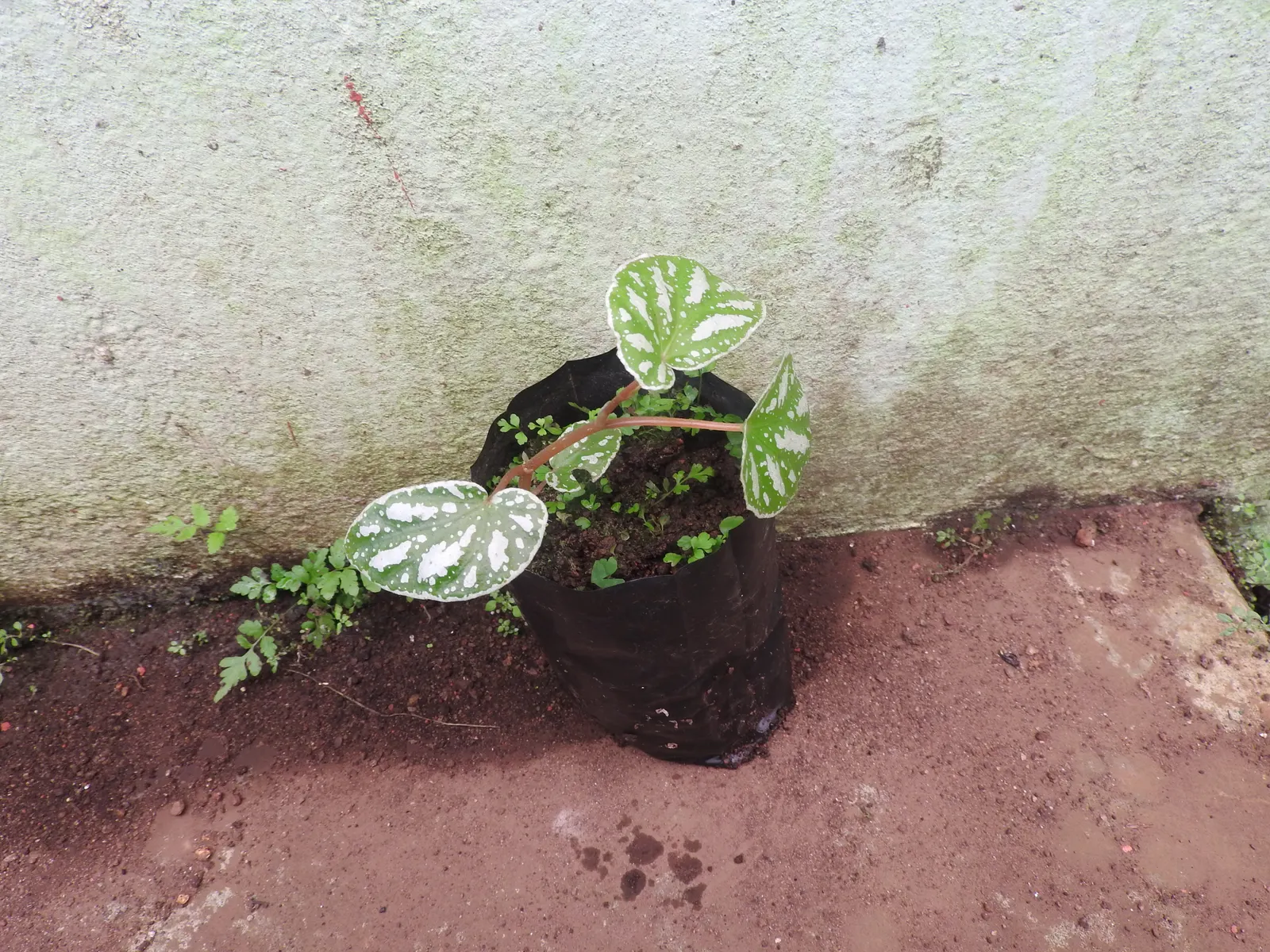 Polka Dot Plant (Hypoestes Phyllostachya) — as too much direct sunlight can fade its vibrant colors; ideal for accentuating borders or as a whimsical ground