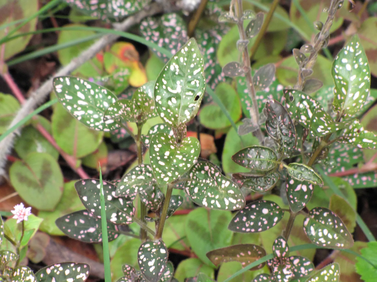 Polka Dot Plant (Hypoestes Phyllostachya) — or as an accent in container arrangements; perennial for half or shade, image 49