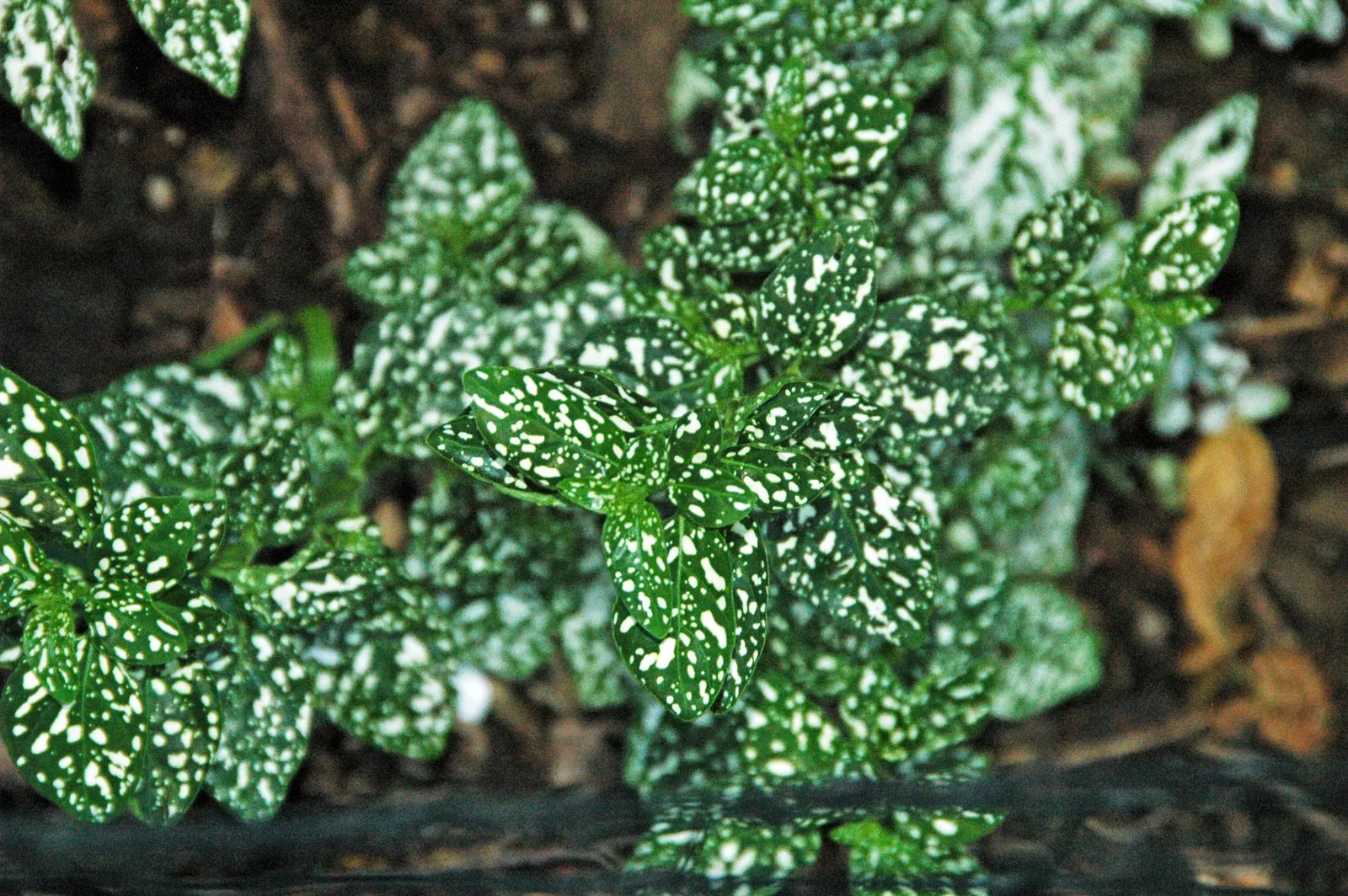 Polka Dot Plant (Hypoestes Phyllostachya) — the Polka Dot Plant adds a mid-level layer of texture to your garden space; its compact size also makes, image 78