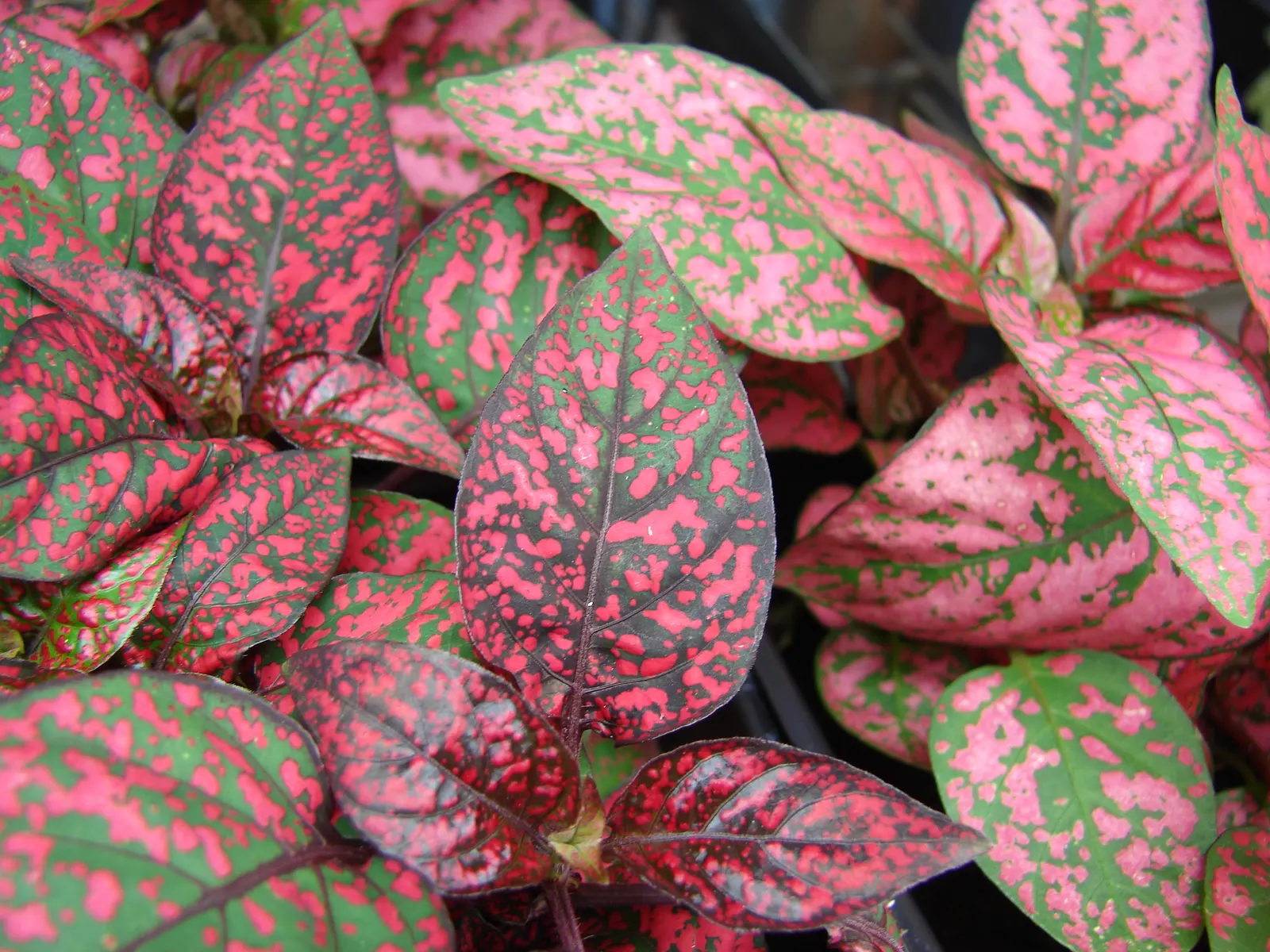 Polka Dot Plant (Hypoestes Phyllostachya) — Its compact size also makes it ideal for filling gaps and adding depth