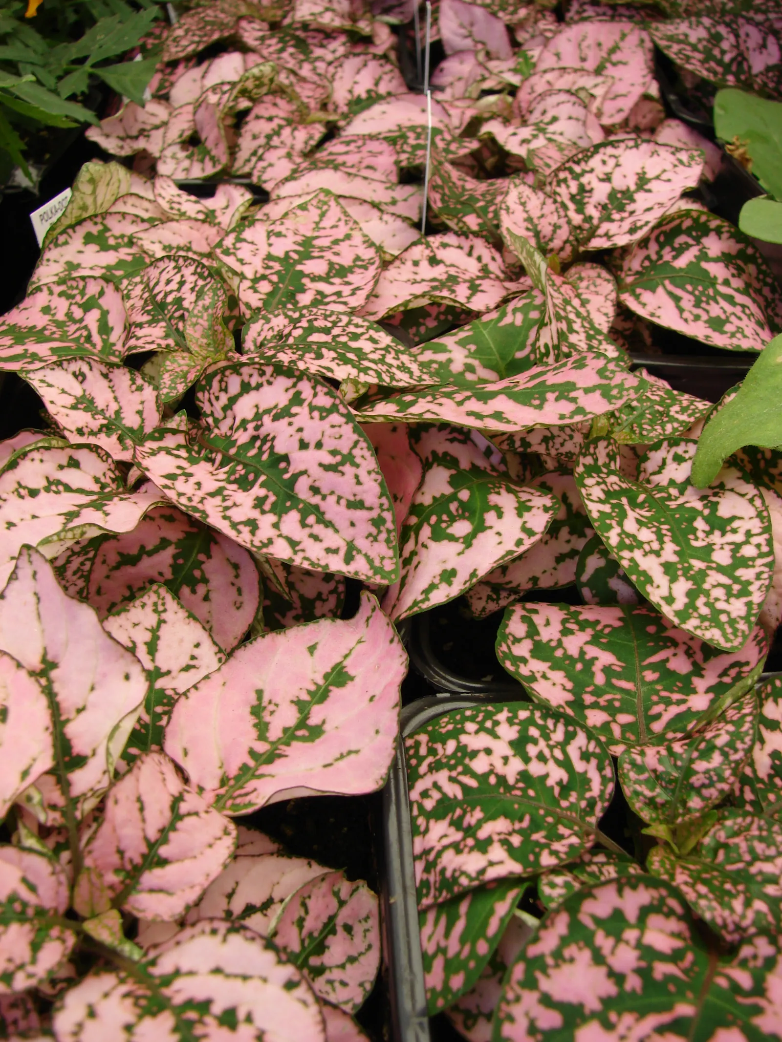 Polka Dot Plant (Hypoestes Phyllostachya) — or as an accent in container arrangements; perennial for half or shade, image 66