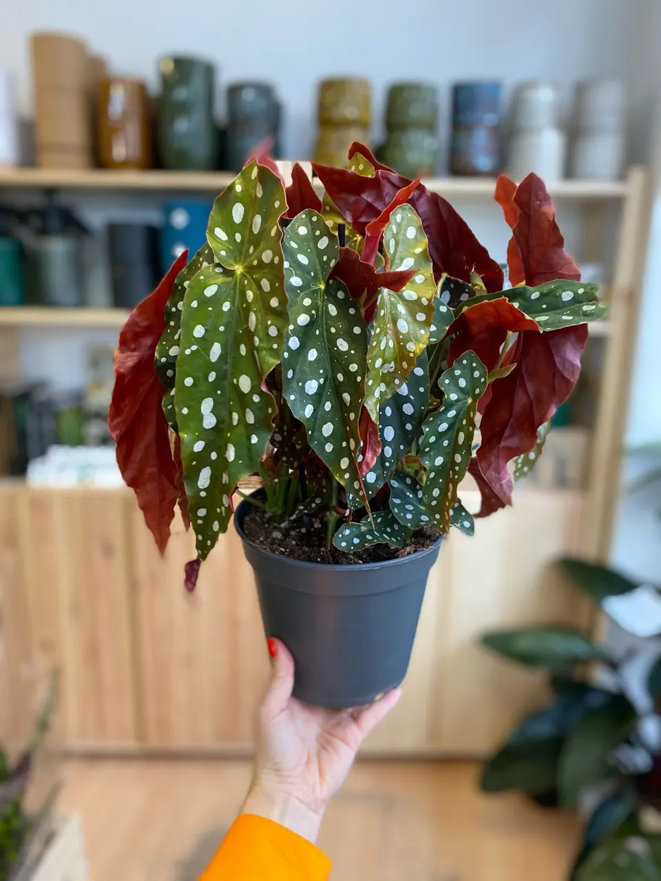Polka Dot Plant (Hypoestes Phyllostachya) — Regular pruning encourages a compact