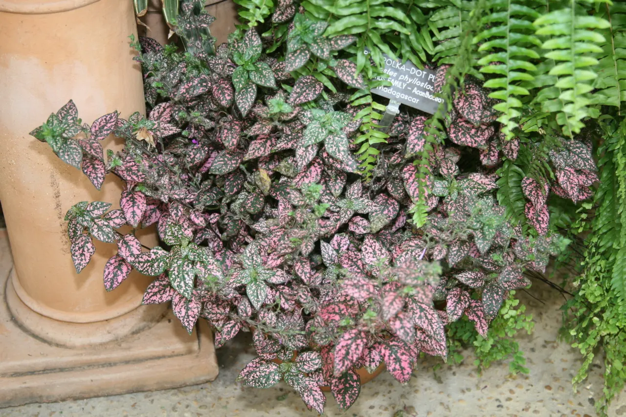 Polka Dot Plant (Hypoestes Phyllostachya) — It grows 1-2 feet tall and wide, preferring partial shade and moist soil; oval leaves - measuring about 2 inches