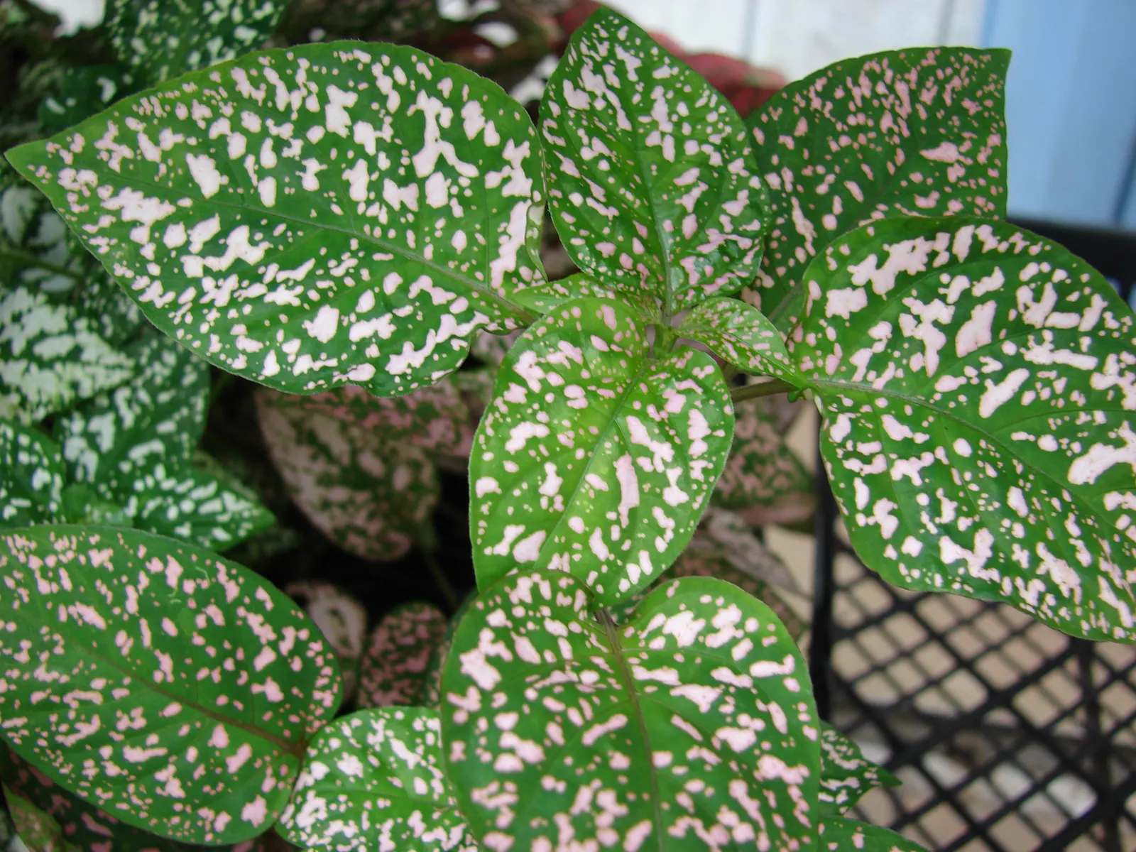 Polka Dot Plant (Hypoestes Phyllostachya) — the Polka Dot Plant adds a mid-level layer of texture to your garden space