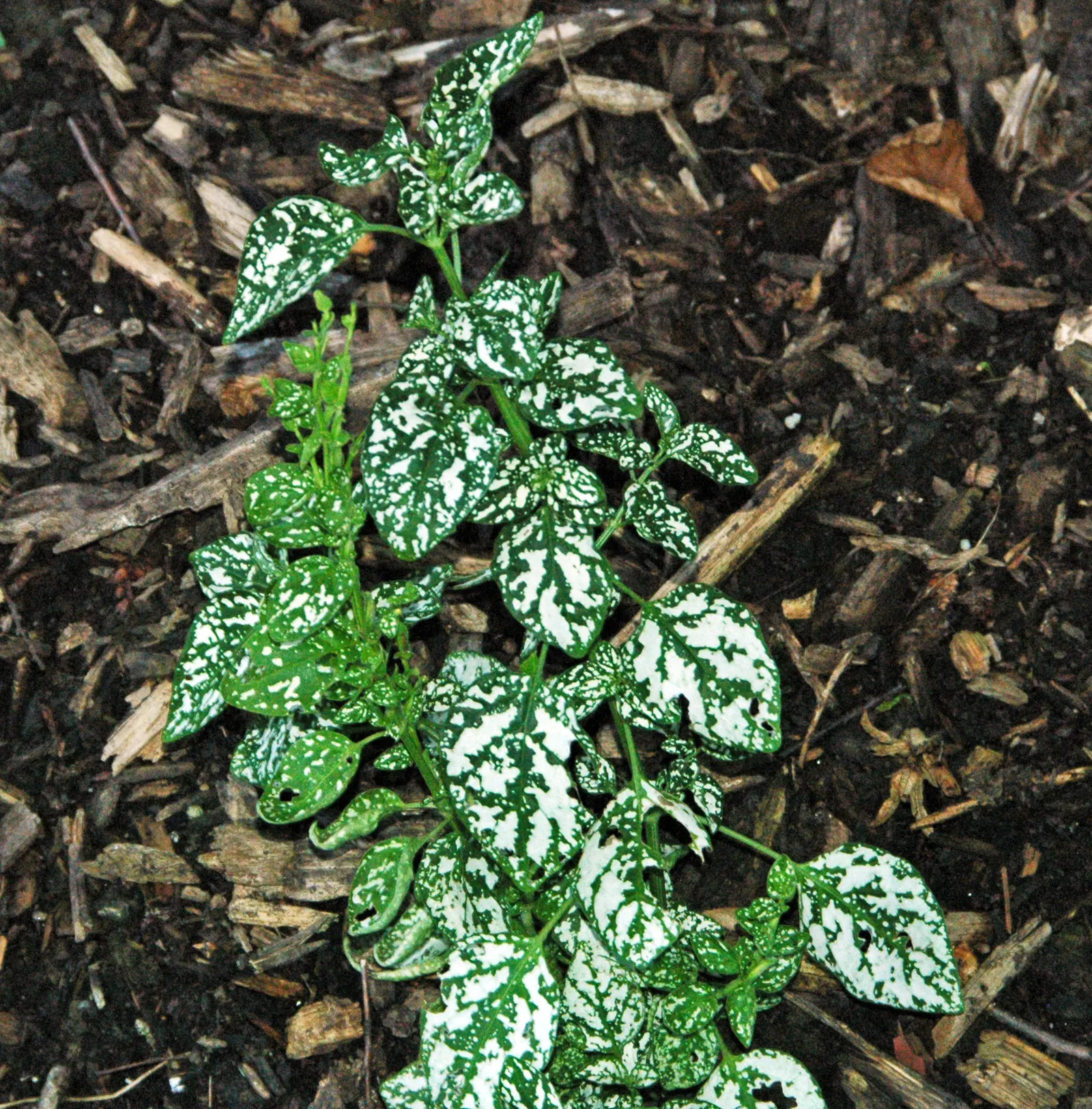 Polka Dot Plant (Hypoestes Phyllostachya) — this colorful perennial is typically utilized for visual contrast in borders