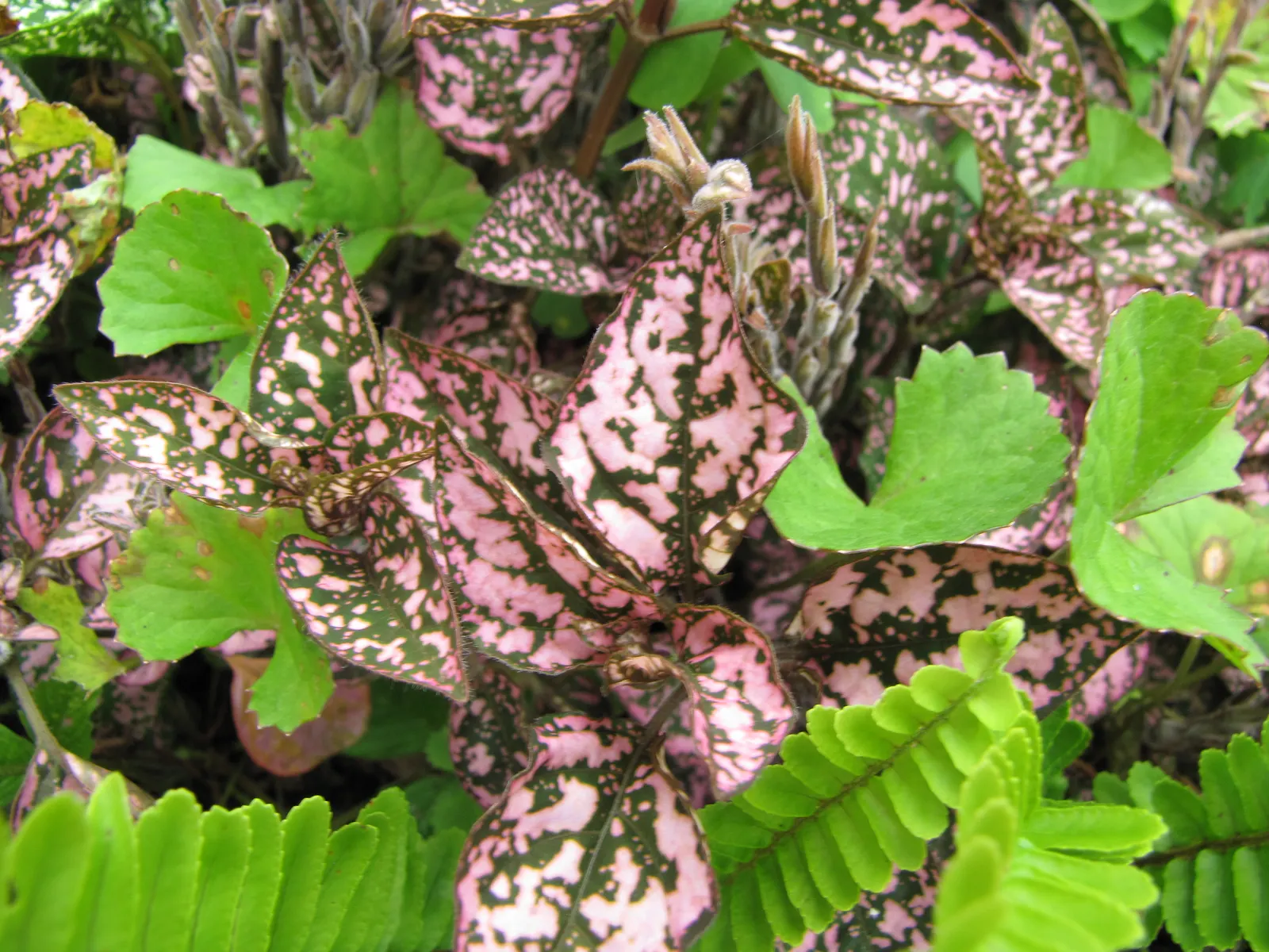 Polka Dot Plant (Hypoestes Phyllostachya) — Originating from Madagascar; the Polka Dot Plant prefers partial shade, image 58