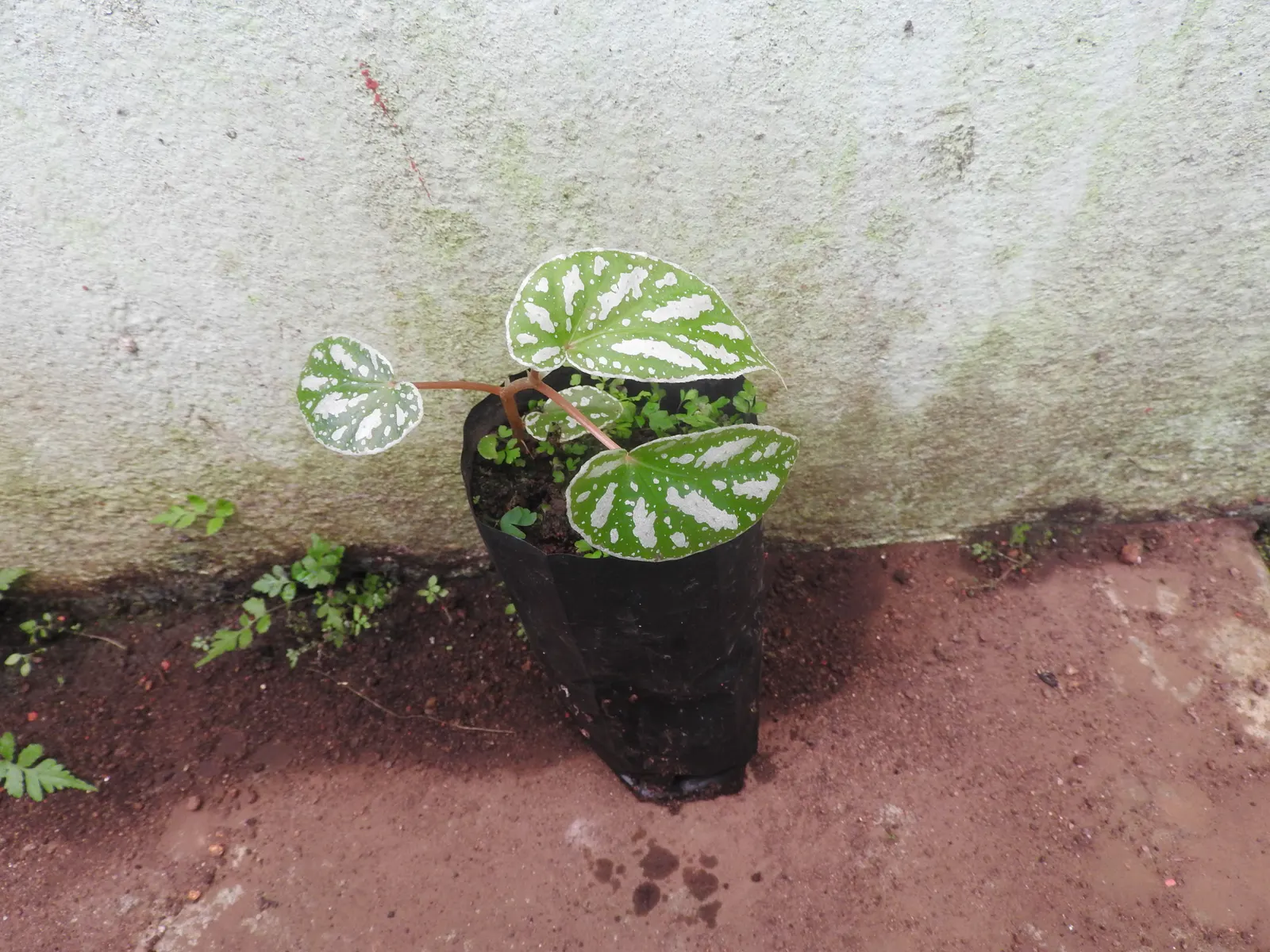 Polka Dot Plant (Hypoestes Phyllostachya) — Originating from Madagascar; the Polka Dot Plant prefers partial shade, image 41