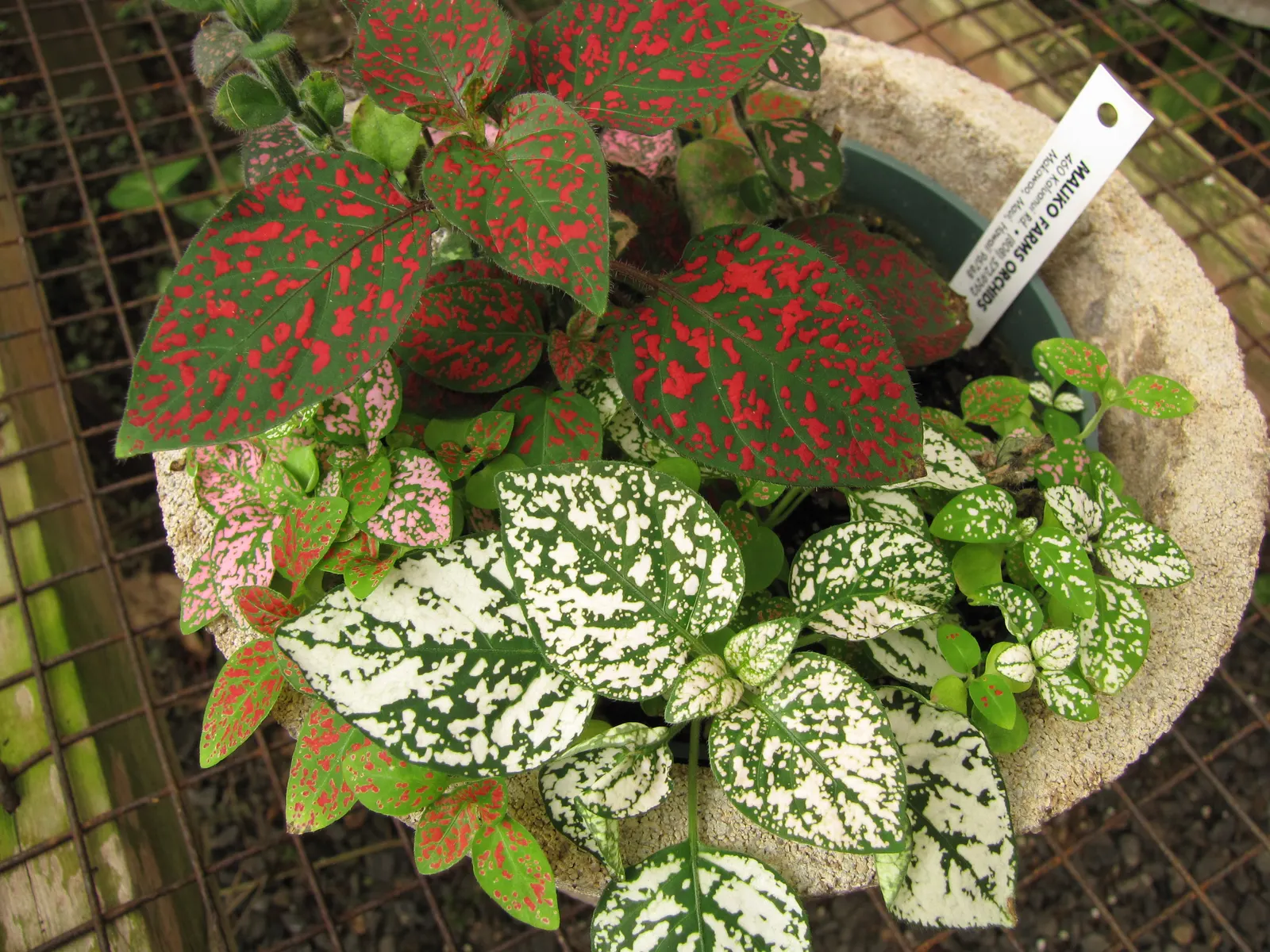 Polka Dot Plant (Hypoestes Phyllostachya) — making it a striking addition to any landscape design; essential to maintaining its decorative appeal, image 74