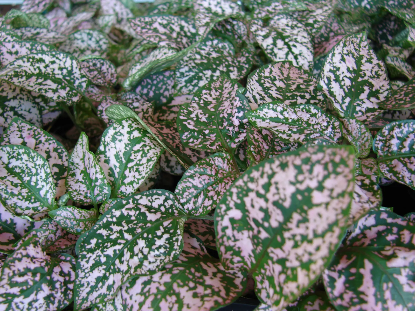 Polka Dot Plant (Hypoestes Phyllostachya) — making it a striking addition to any landscape design; essential to maintaining its decorative appeal, image 40