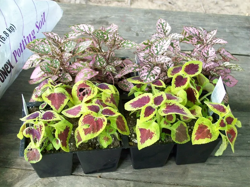 Polka Dot Plant (Hypoestes Phyllostachya) — as too much direct sunlight can fade its vibrant colors; ideal for accentuating borders or as a, image 98