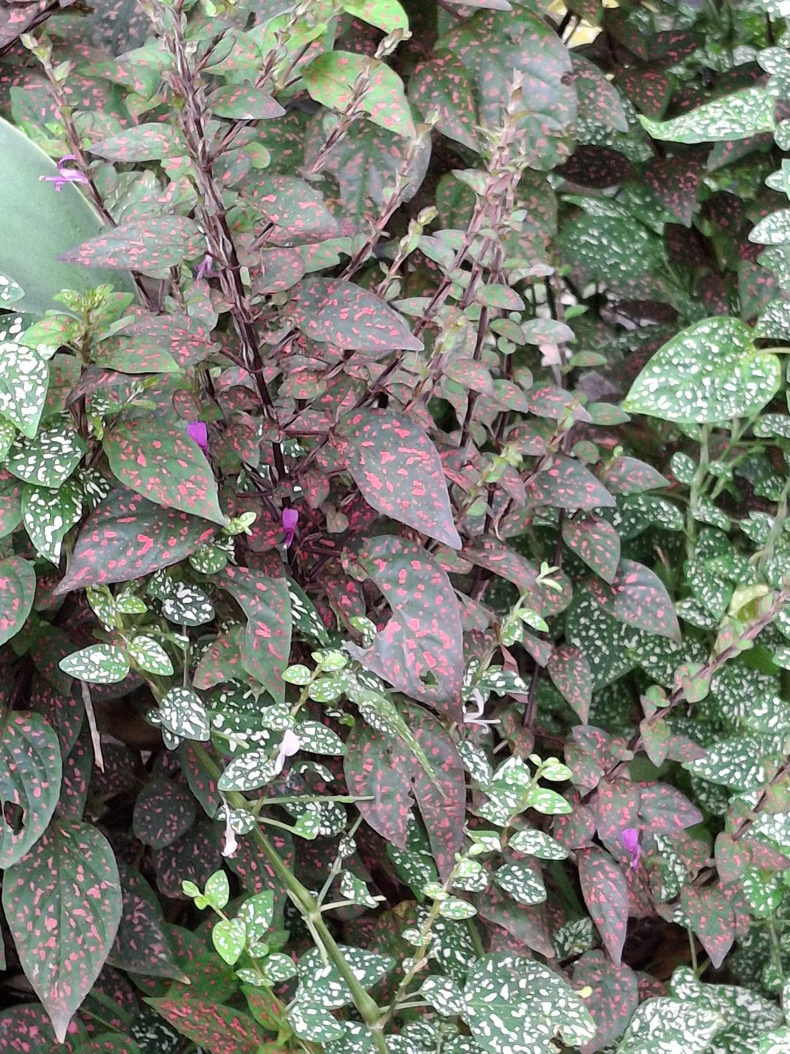 Polka Dot Plant (Hypoestes Phyllostachya) — oval leaves - measuring about 2 inches long - are sprinkled with spots that may come in shades of pink; making it a