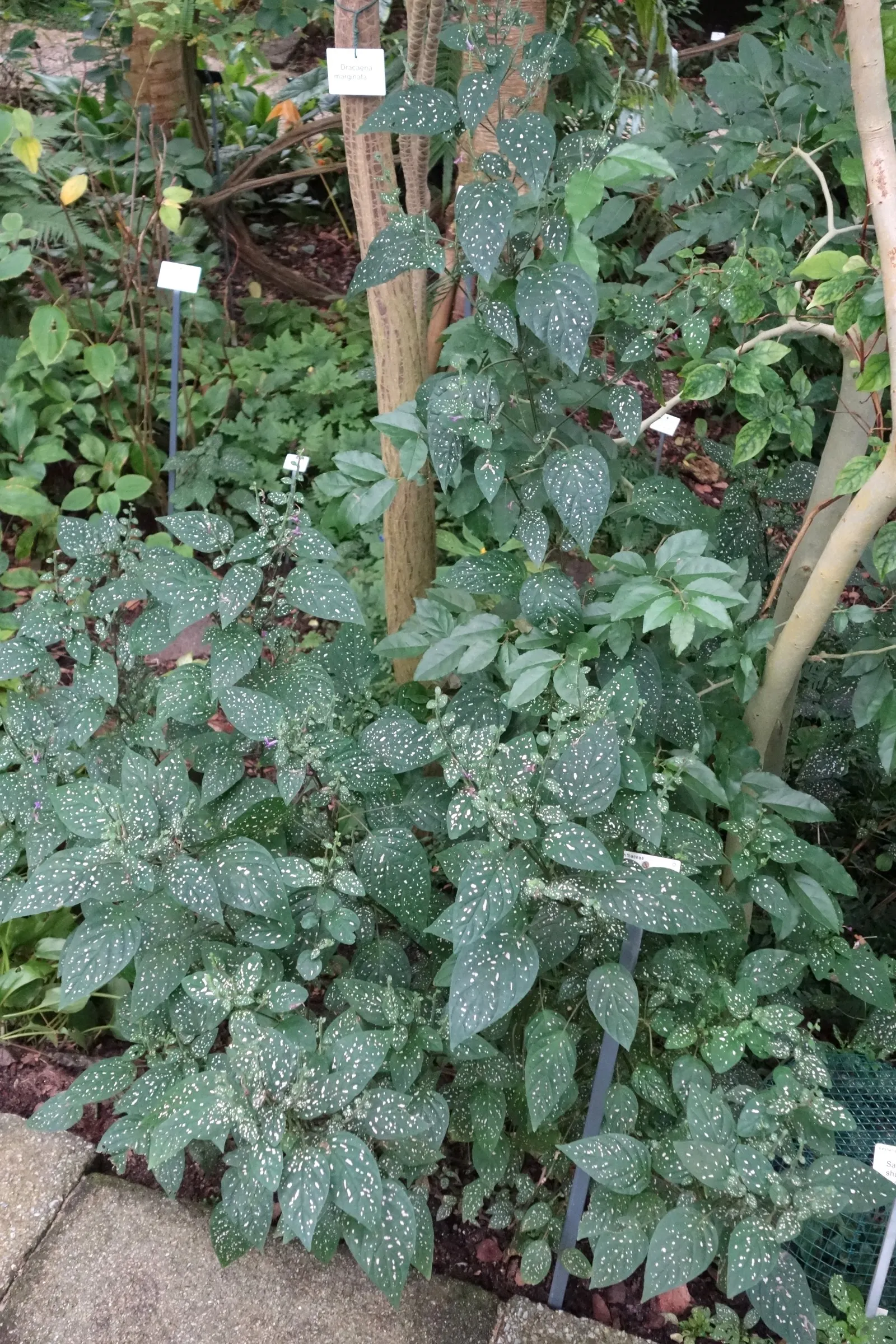Polka Dot Plant (Hypoestes Phyllostachya) — Regular pruning encourages a compact; this colorful perennial is typically utilized for visual contrast, image 72