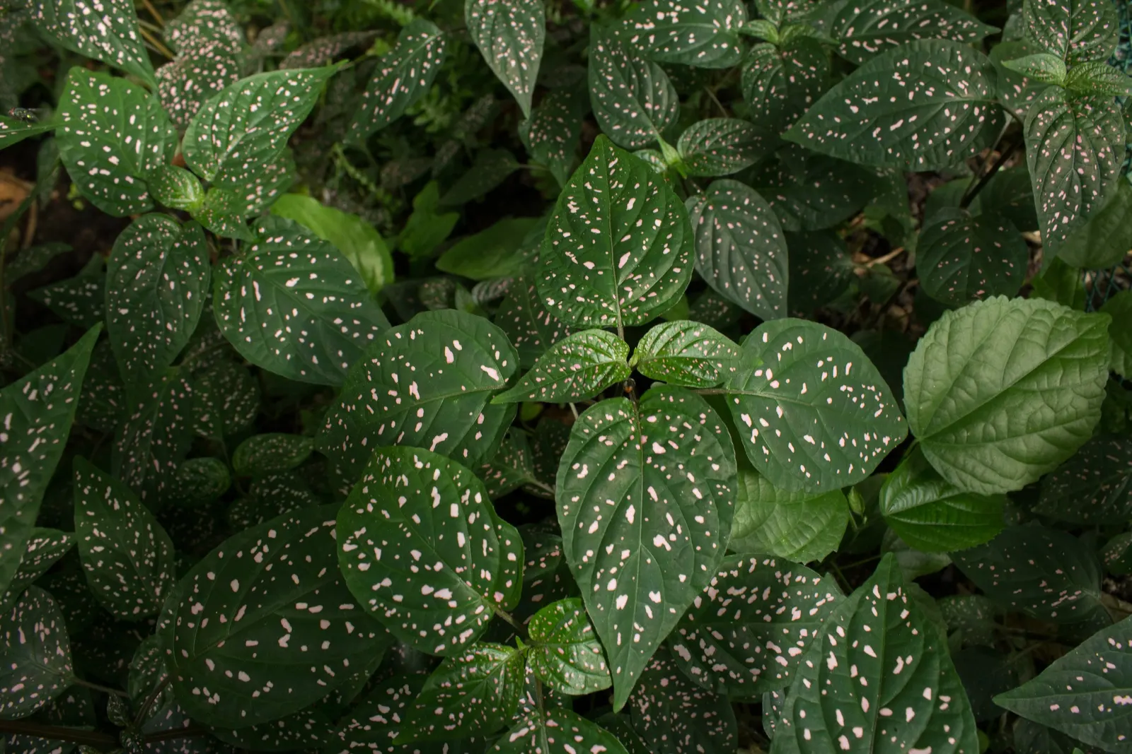 Polka Dot Plant (Hypoestes Phyllostachya) — Ideal for accentuating borders or as a whimsical ground cover, this species thrives in U.S, image 88