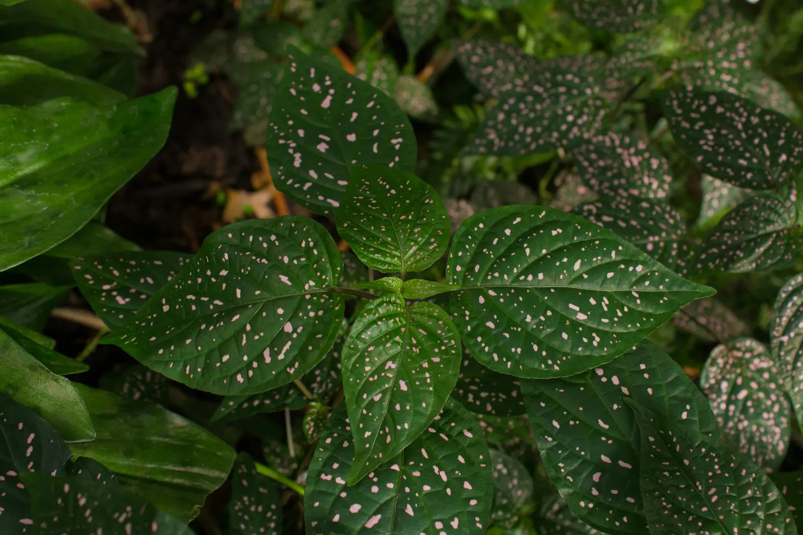 Polka Dot Plant (Hypoestes Phyllostachya) — the Polka Dot Plant prefers partial shade; as too much direct sunlight can fade its vibrant colors, image 80