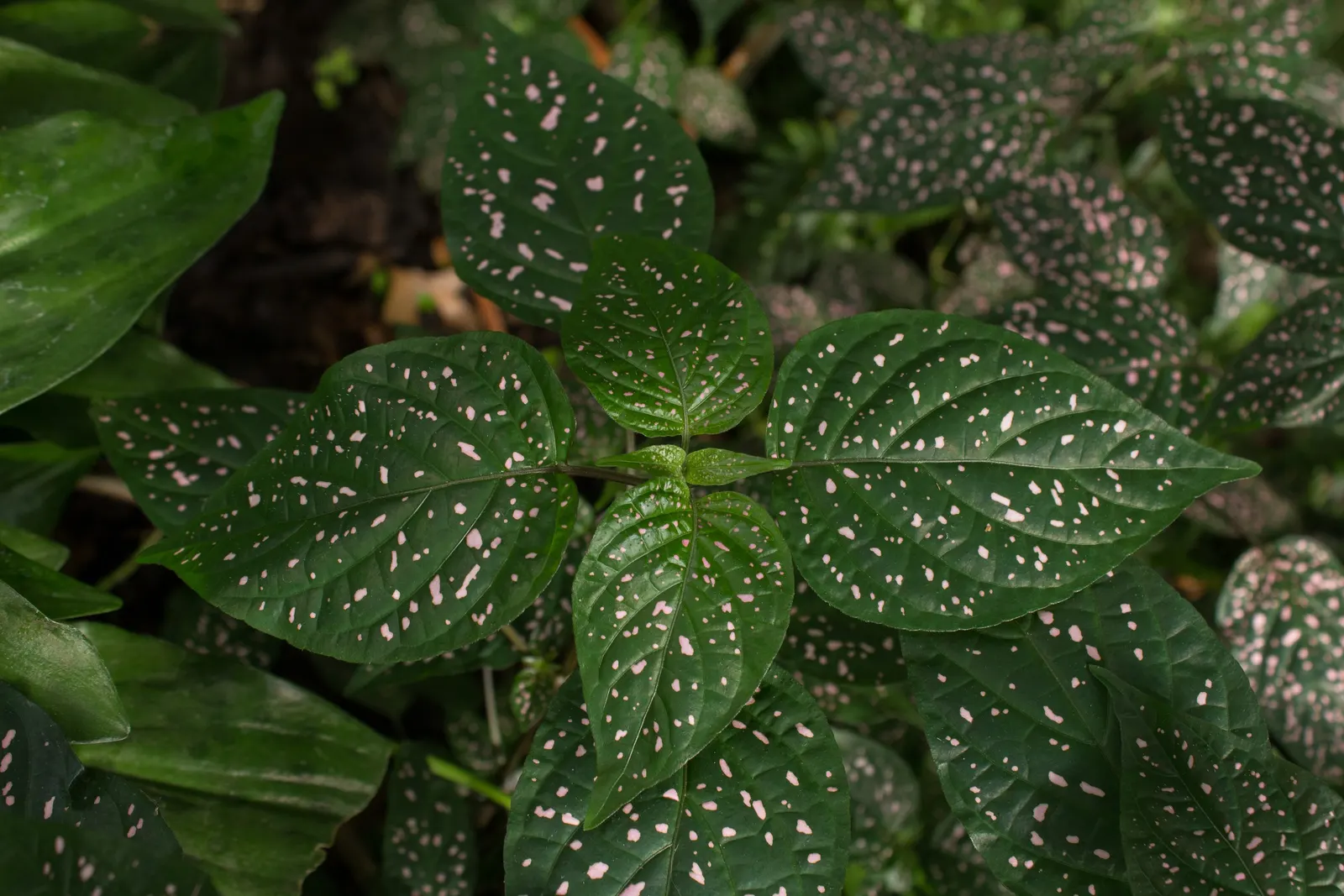 Polka Dot Plant (Hypoestes Phyllostachya) — However, providing a bit of extra care during the hotter months will help maintain its lush appearance, image 65