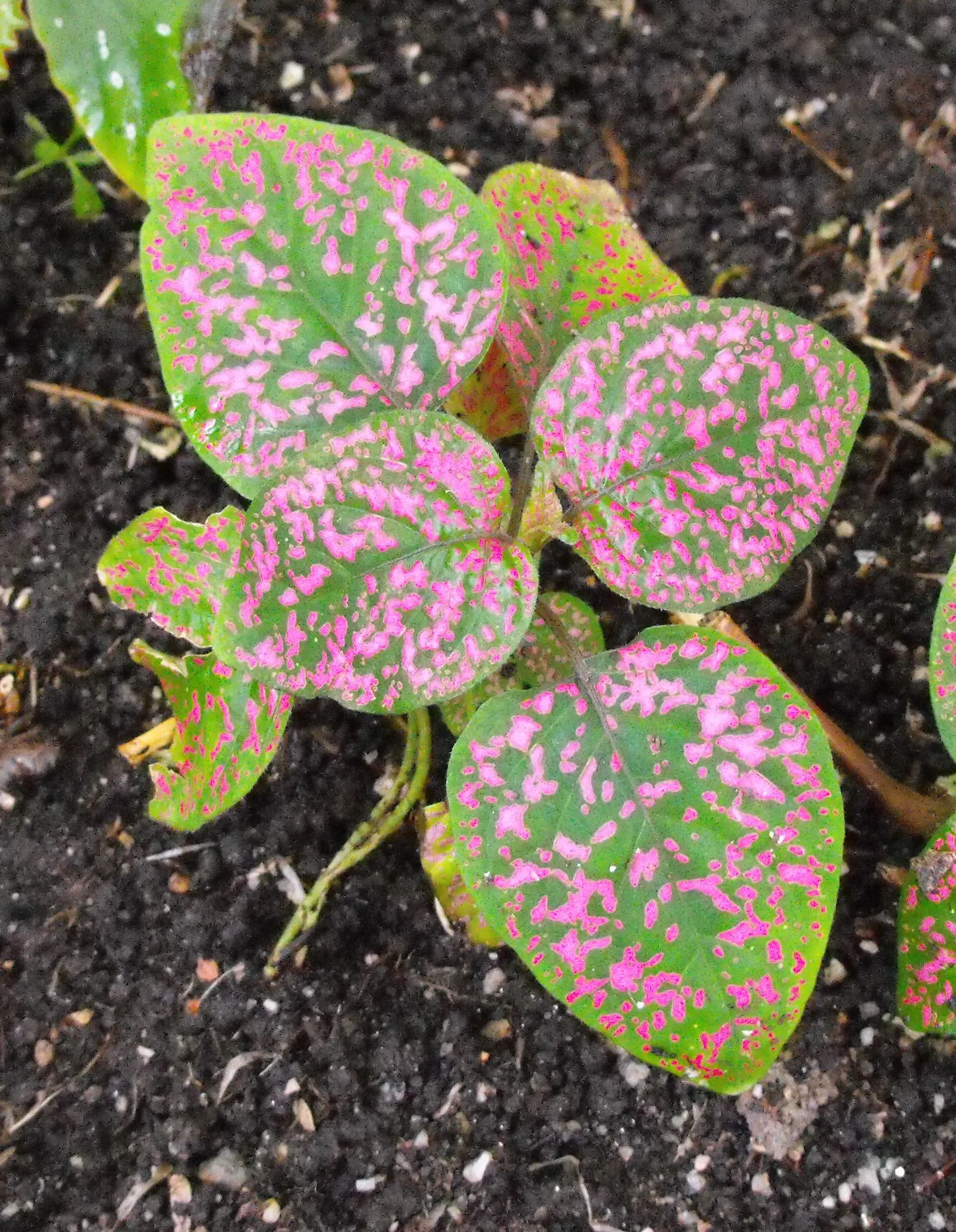 Polka Dot Plant (Hypoestes Phyllostachya) — or as an accent in container arrangements