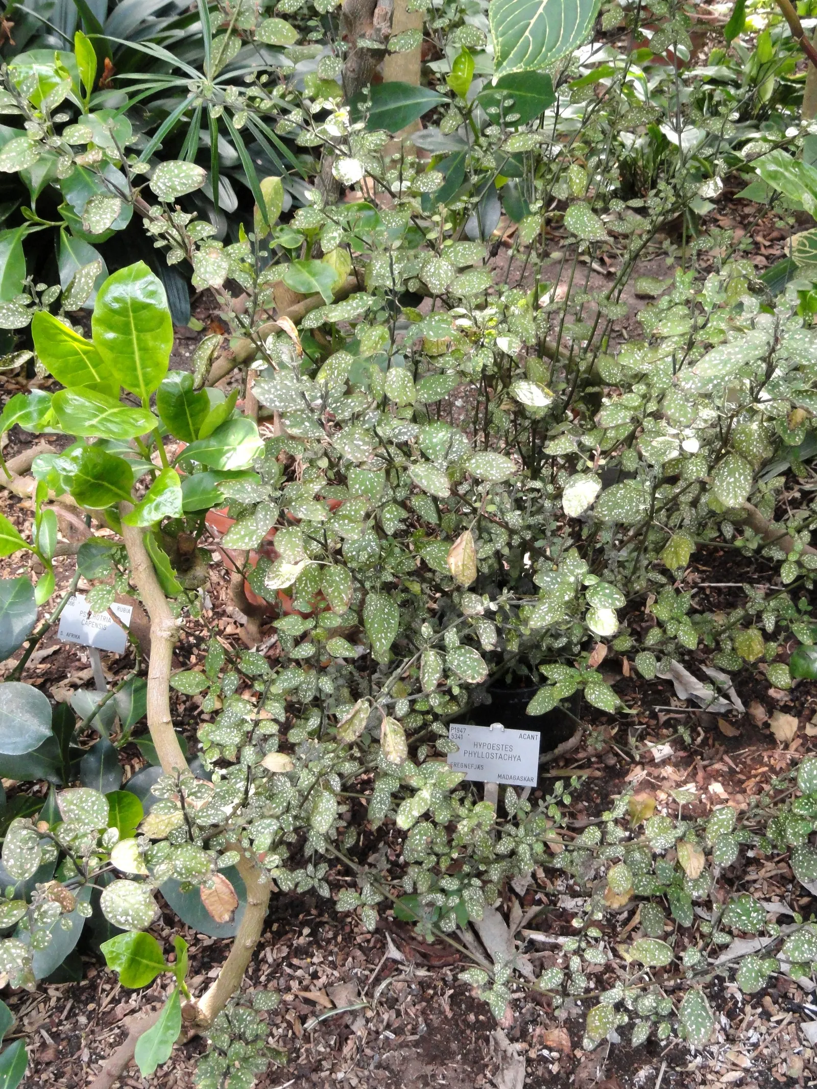 Polka Dot Plant (Hypoestes Phyllostachya) — the Polka Dot Plant adds a mid-level layer of texture to your garden space; its compact size also makes, image 61