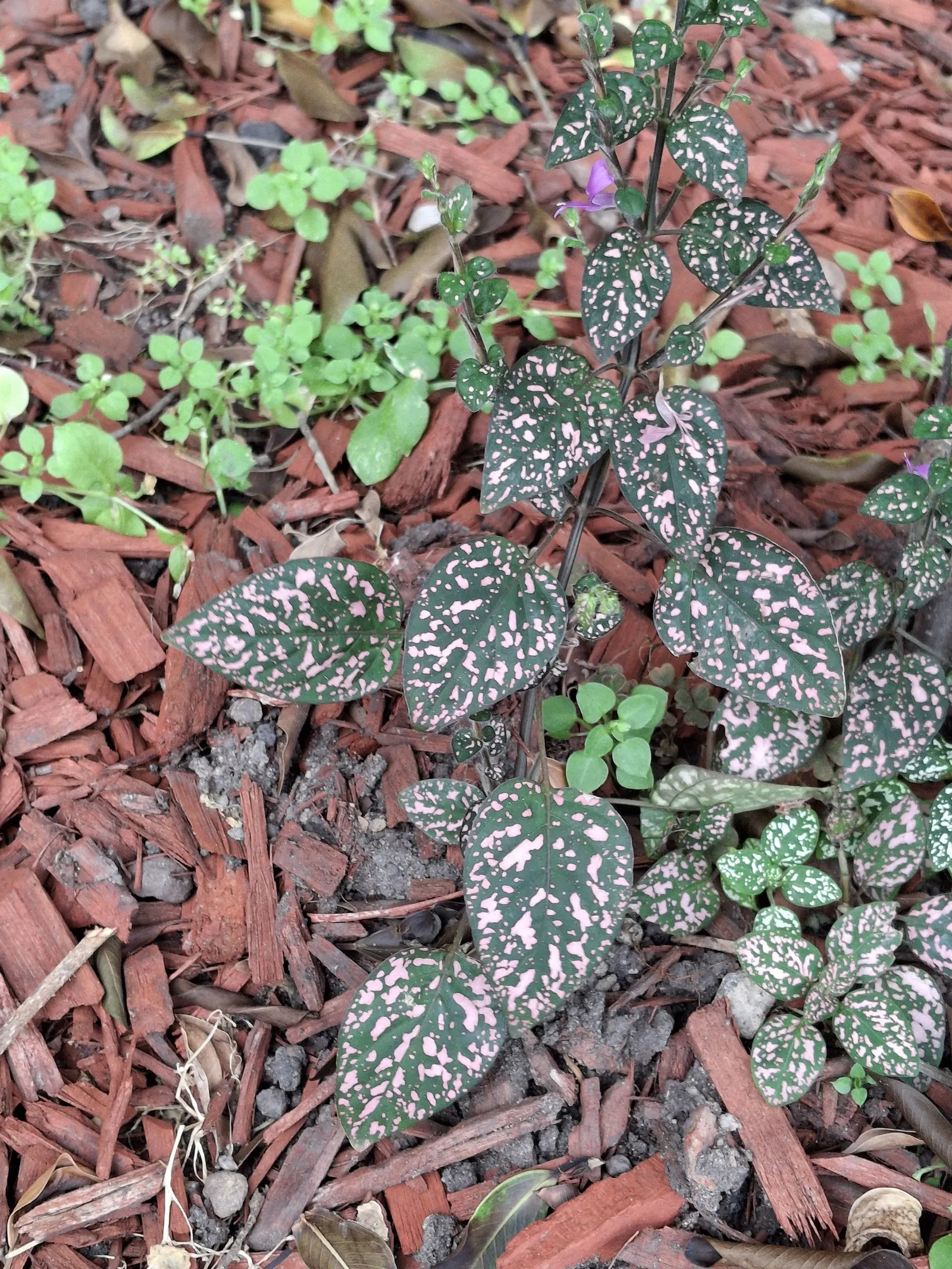Polka Dot Plant (Hypoestes Phyllostachya) — Ideal for accentuating borders or as a whimsical ground cover, this species thrives in U.S; eye-catching foliage