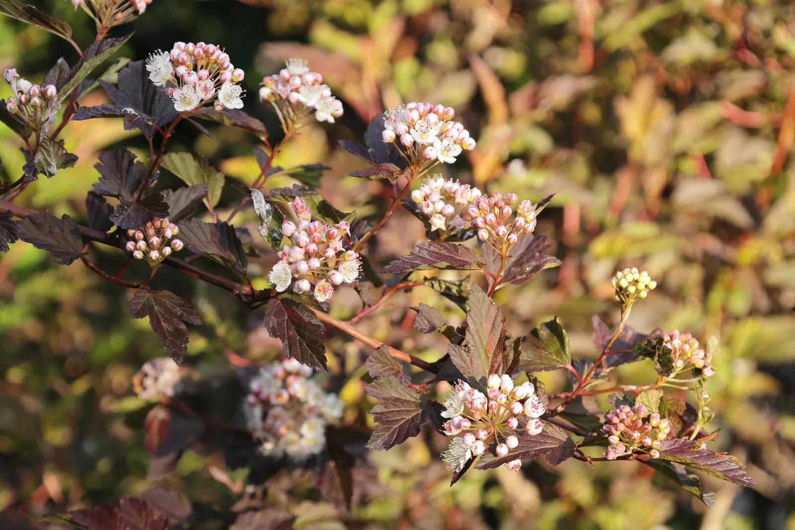 Coppertina (Physocarpus Opulifolius 'Mindia') — This deciduous shrub reaches 6-8 feet tall and wide, requiring minimal maintenance