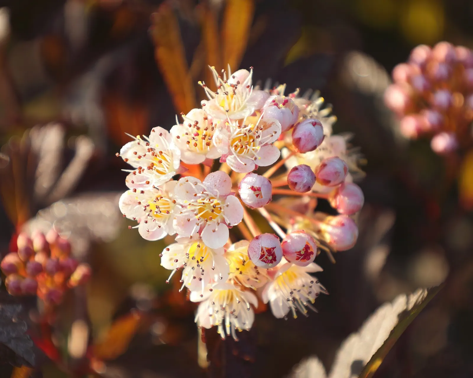 Coppertina (Physocarpus Opulifolius 'Mindia') — mature to a rich red in summer