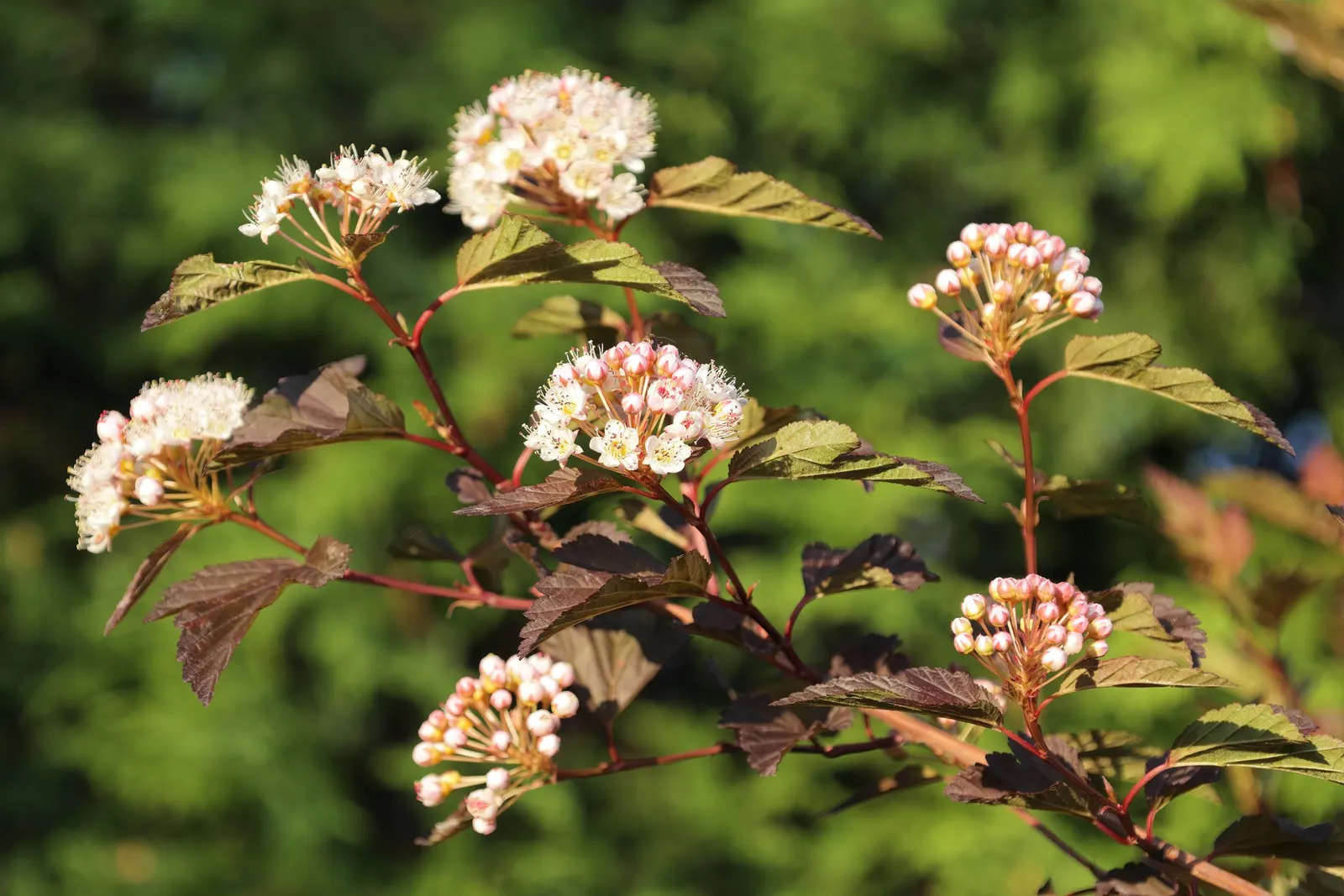 Coppertina (Physocarpus Opulifolius 'Mindia') — Adaptable to various soils, it thrives in full sun to part shade