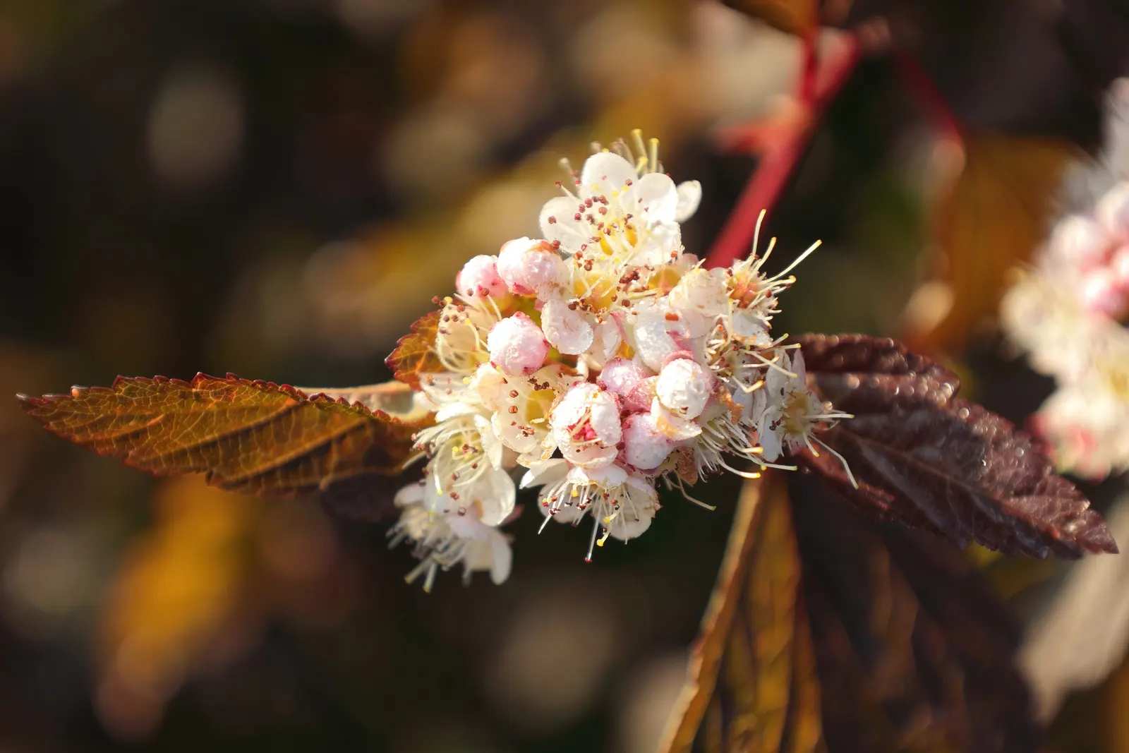 Coppertina (Physocarpus Opulifolius 'Mindia') — This deciduous shrub boasts a transformative palette; spring leaves emerge a striking coppery-orange