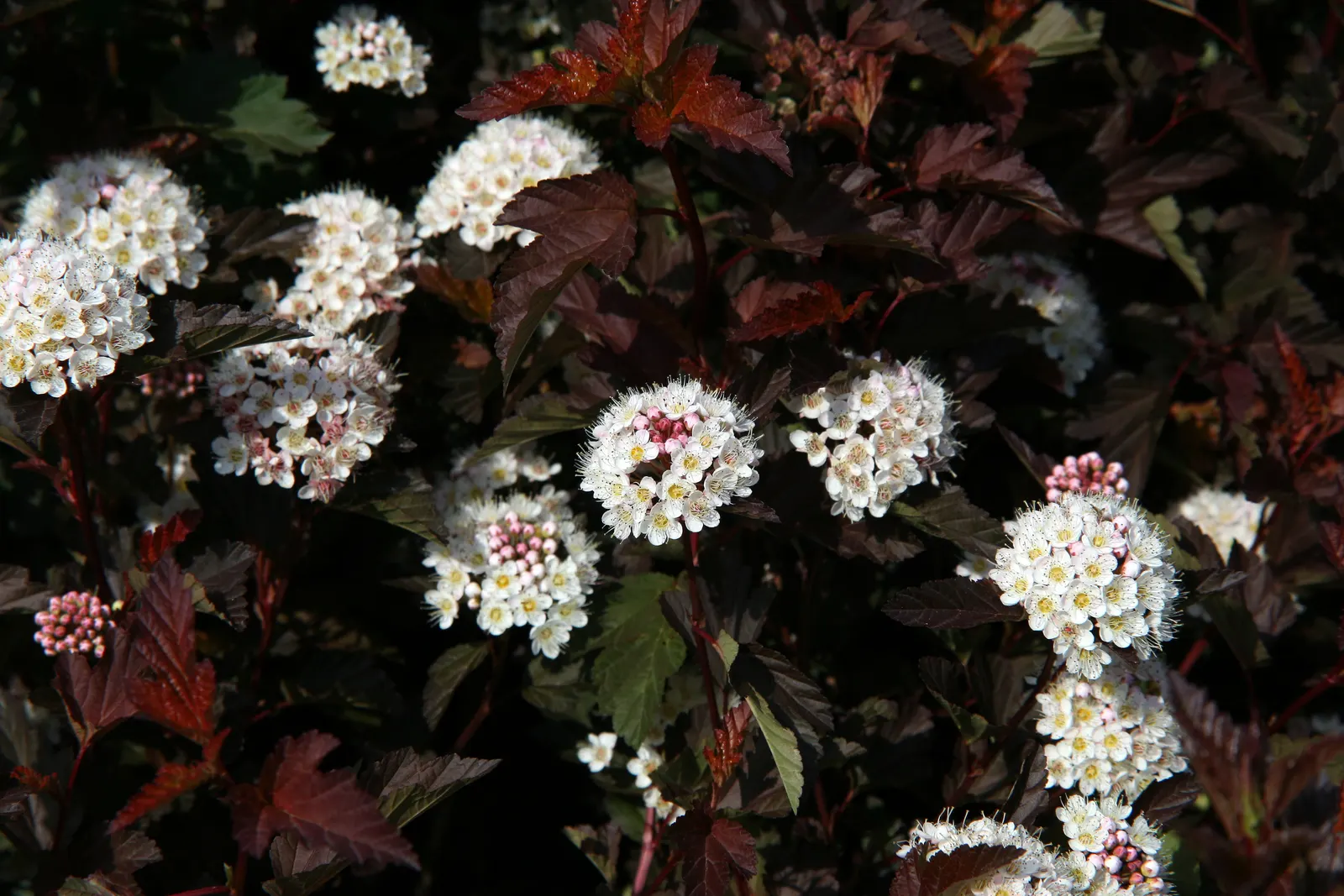 Coppertina (Physocarpus Opulifolius 'Mindia') — transition to a deep burgundy