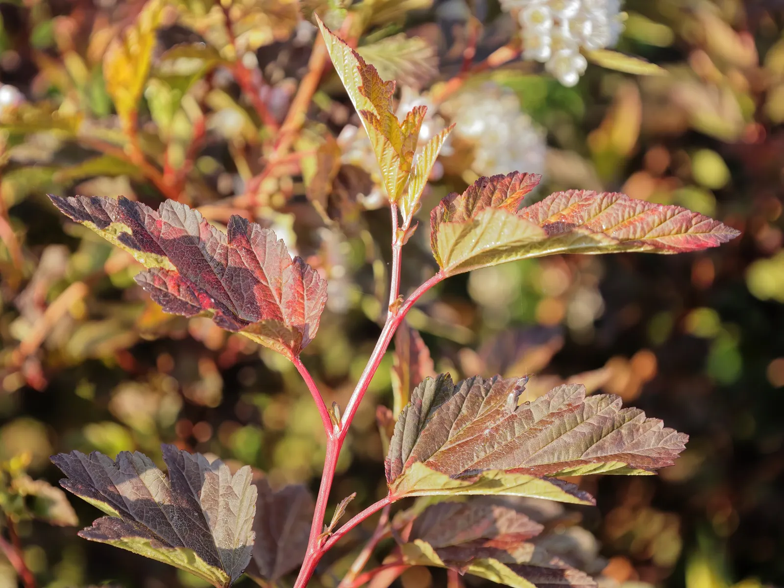 Coppertina (Physocarpus Opulifolius 'Mindia') — Ideal for mixed borders or as a focal point