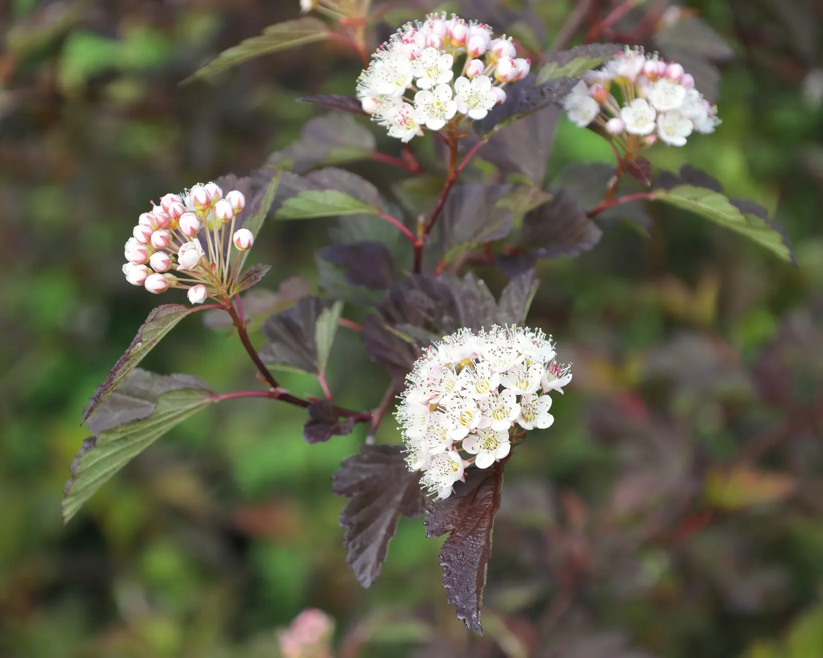 Coppertina (Physocarpus Opulifolius 'Mindia') — Showy pinkish-white blooms in spring attract pollinators, while peeling bark adds winter interest
