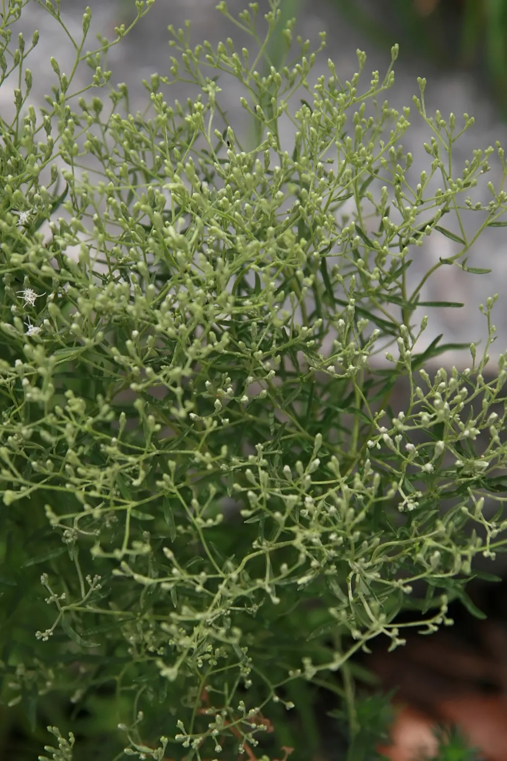 Hyssop-Leaf Thoroughwort (Eupatorium Hyssopifolium) — The Hyssop-leaf Thoroughwort (Eupatorium hyssopifolium) is a perennial native to North America