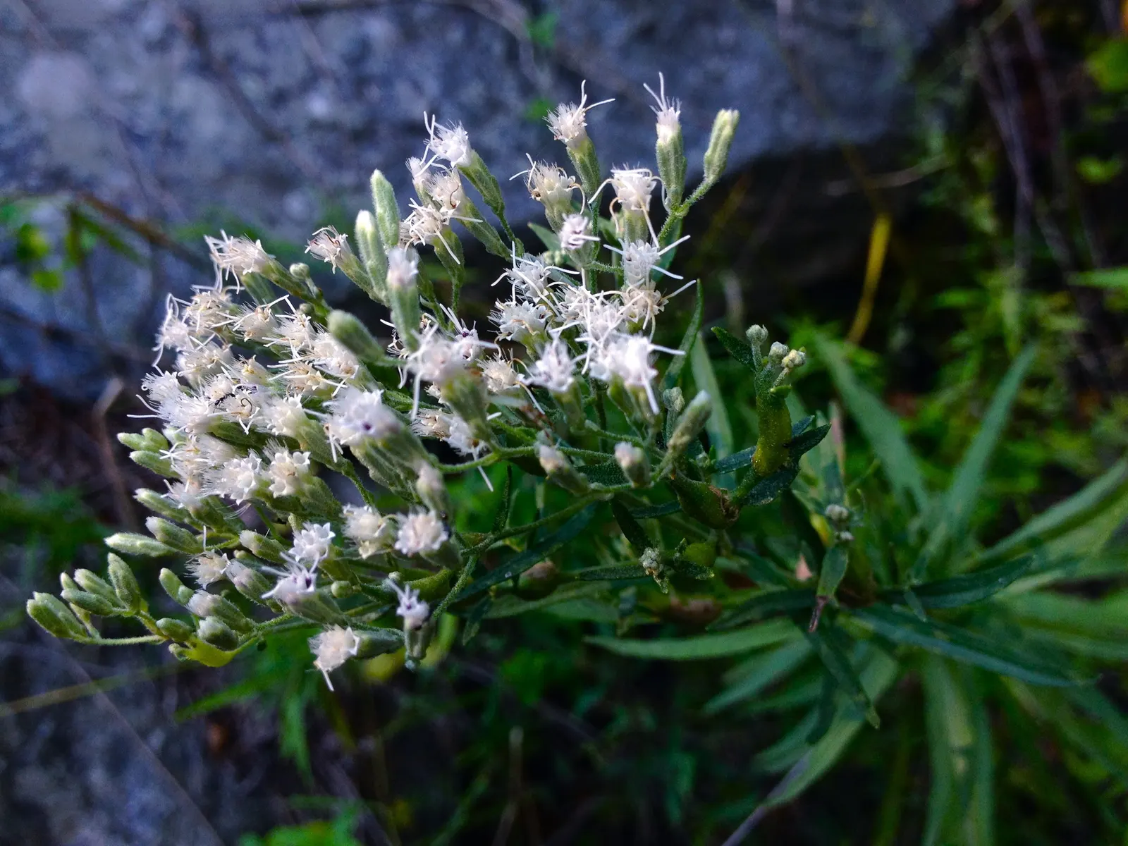 Hyssop-Leaf Thoroughwort (Eupatorium Hyssopifolium) — In late summer to fall, it reaches heights of 1 to 3 feet and spreads up to 2 feet wide