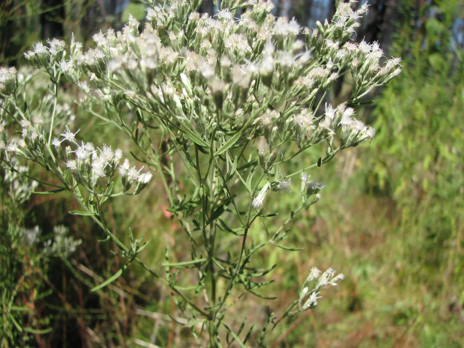 Hyssop-Leaf Thoroughwort (Eupatorium Hyssopifolium) — featuring Lanceolate leaves and clusters of petite
