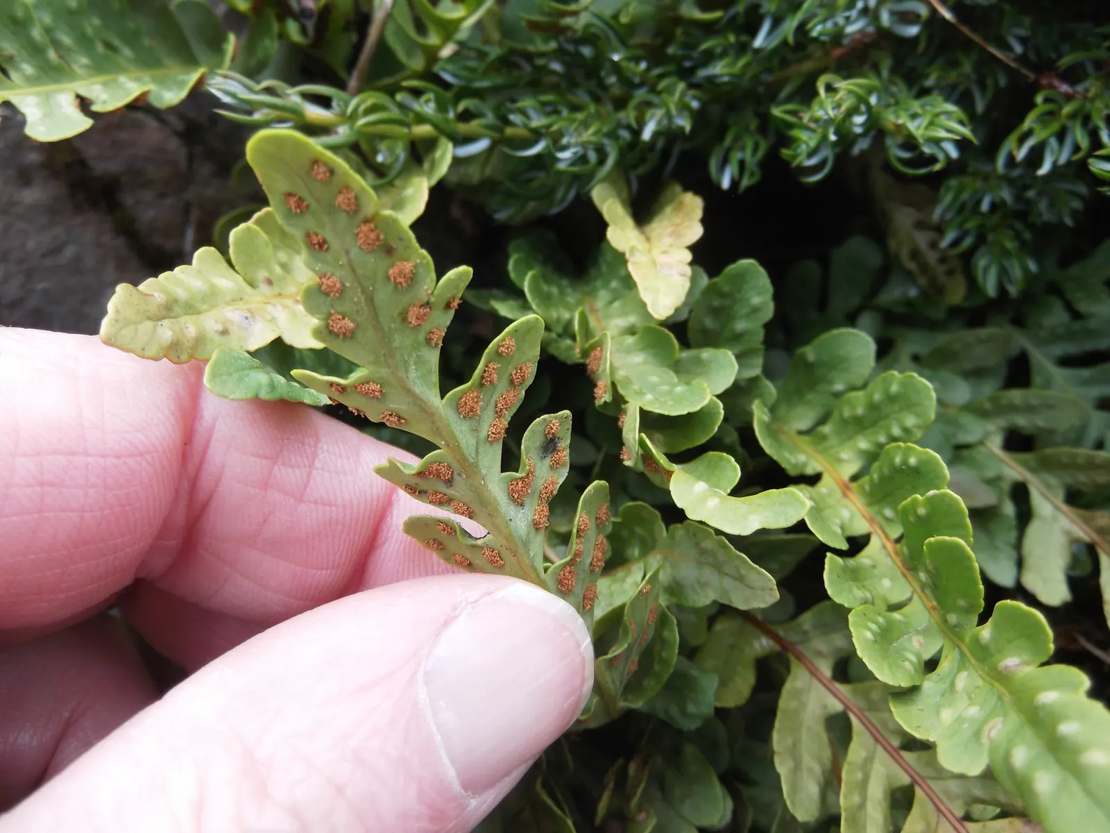 Leathery Polypody (Polypodium Scouleri) — The Leathery Polypody (Polypodium scouleri) is an evergreen fern with a tough texture