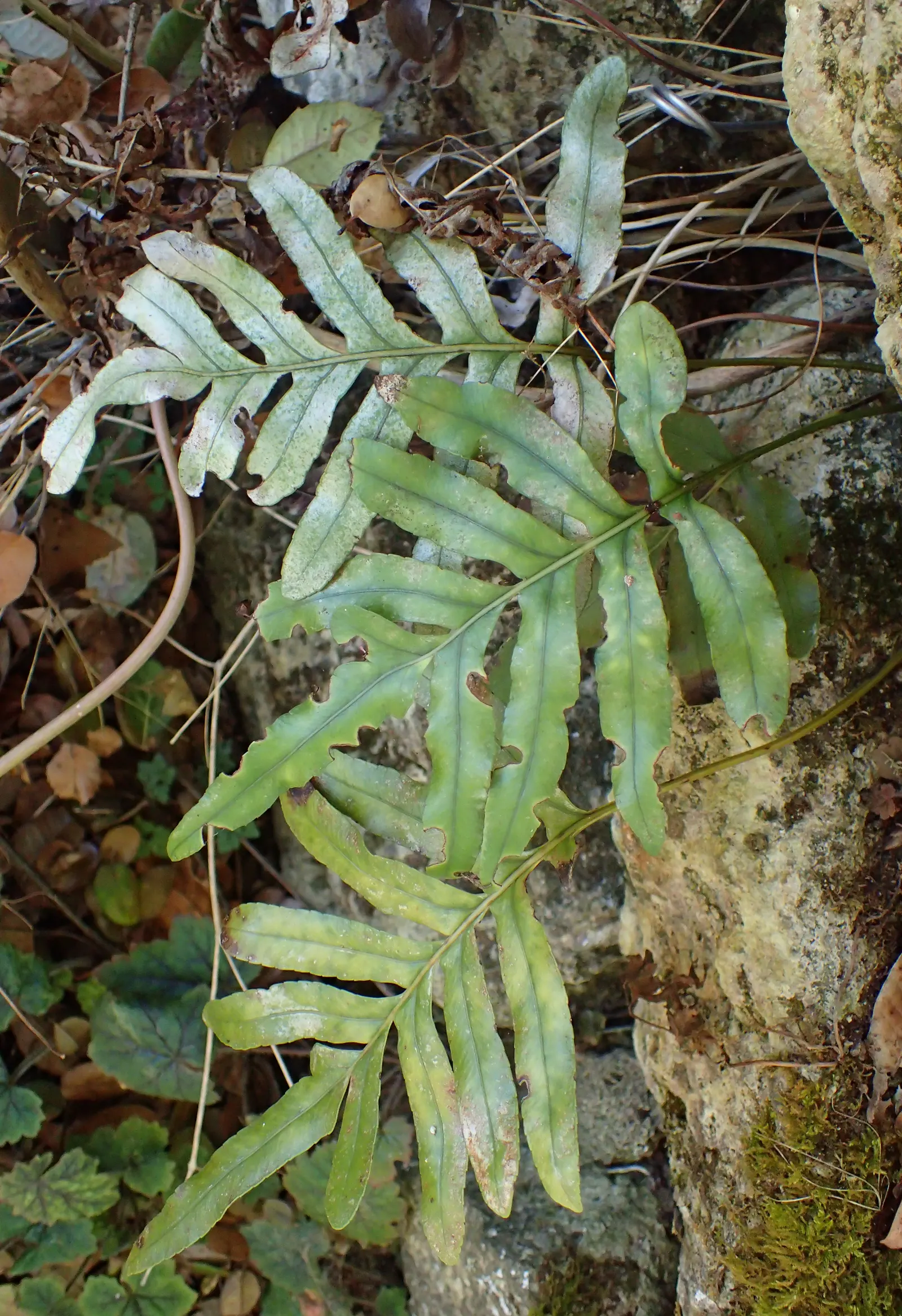 Leathery Polypody (Polypodium Scouleri) — The deep green fronds typically grow in a clumping pattern
