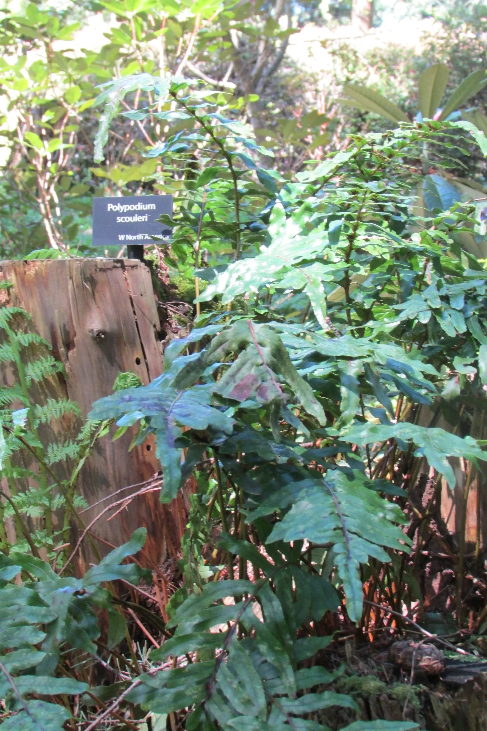Leathery Polypody (Polypodium Scouleri) — is an evergreen fern that can be an exceptional addition to shady areas within a landscape design
