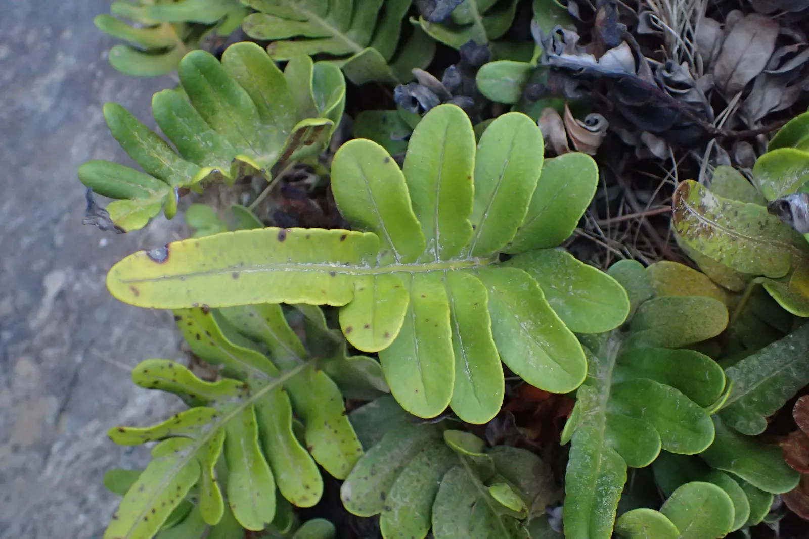 Leathery Polypody (Polypodium Scouleri) — it is known for its resilience and adaptability