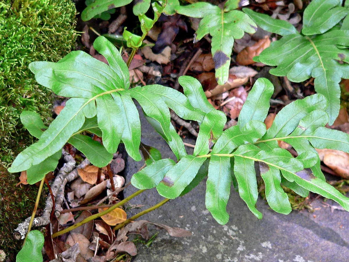 Leathery Polypody (Polypodium Scouleri) — Low maintenance and drought-tolerant once established, it's perfect for adding lush greenery to shaded gardens