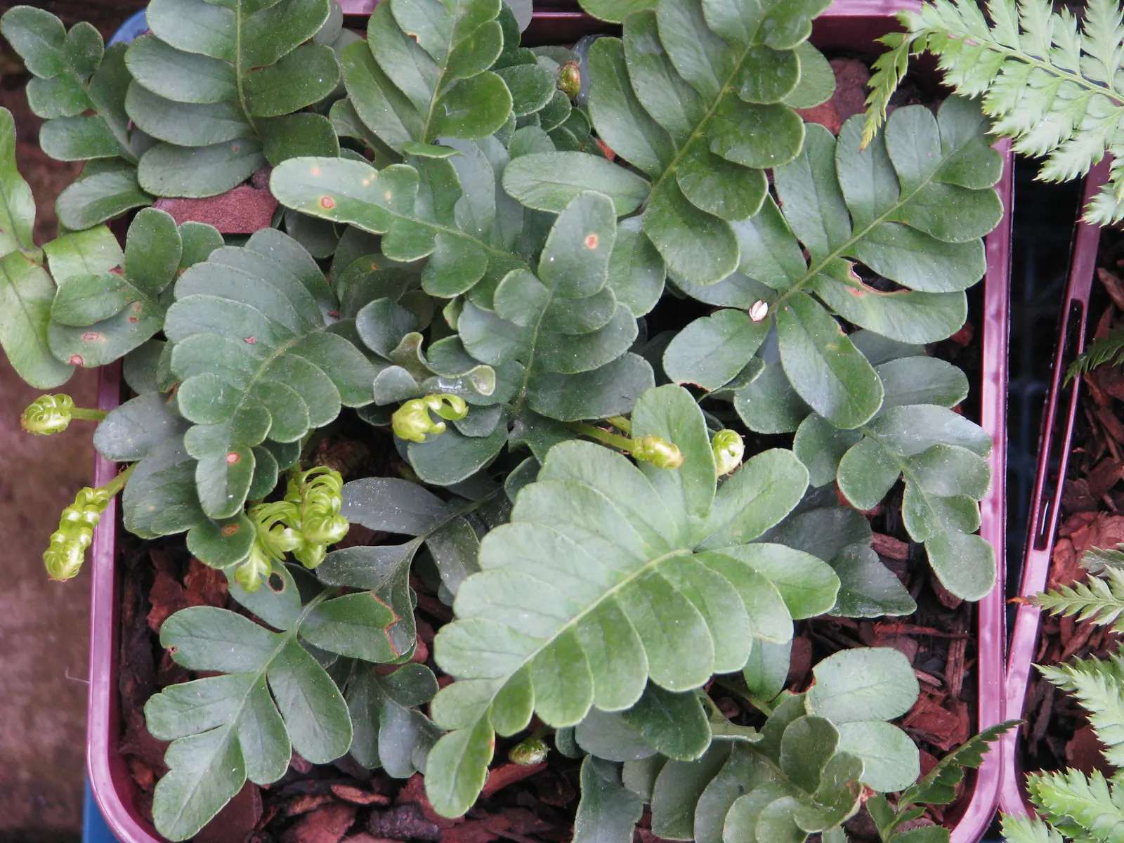 Leathery Polypody (Polypodium Scouleri) — leathery fronds that can reach up to 18 inches in length