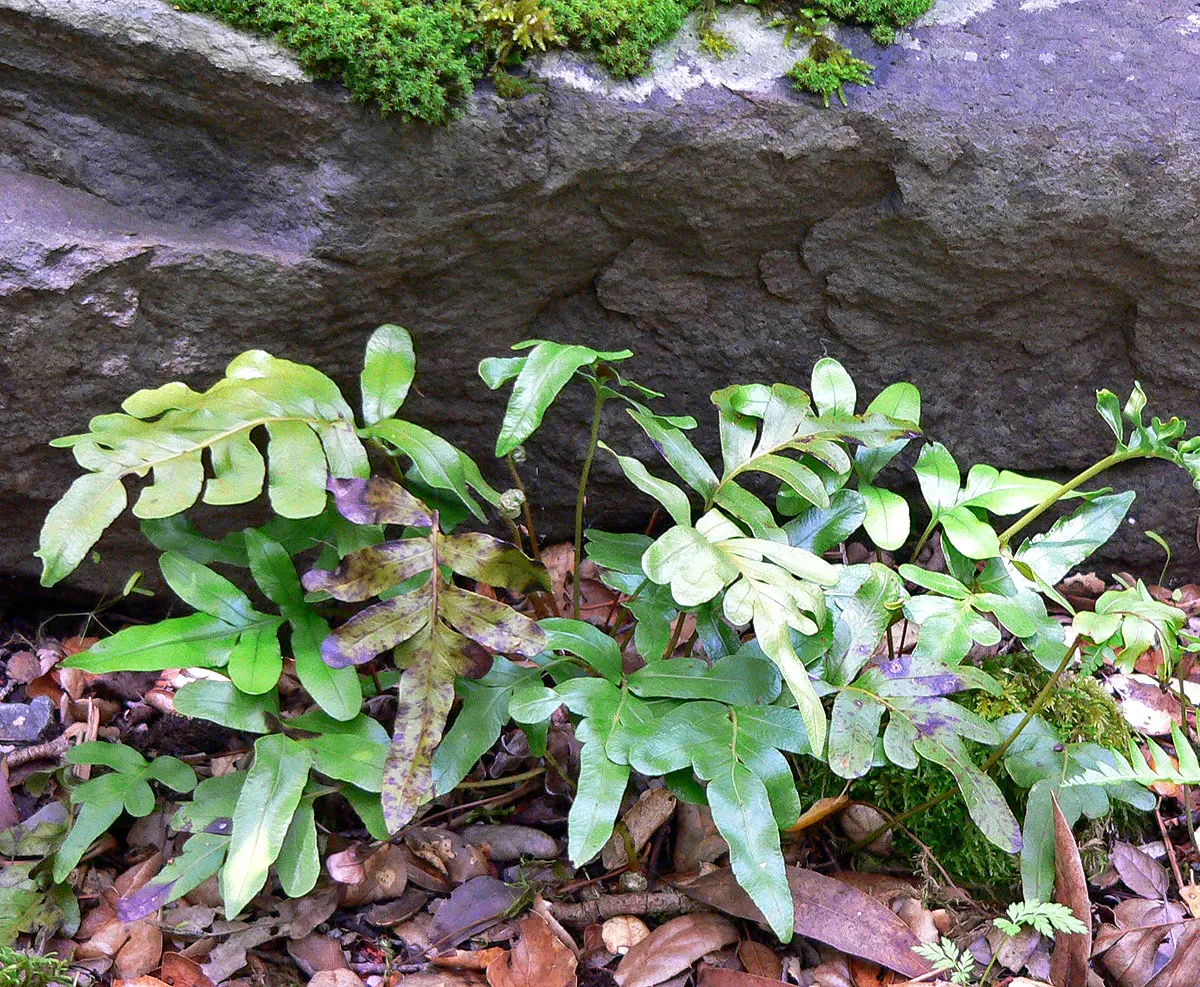 Leathery Polypody (Polypodium Scouleri) — and their glossy texture adds a vibrant touch to garden compositions